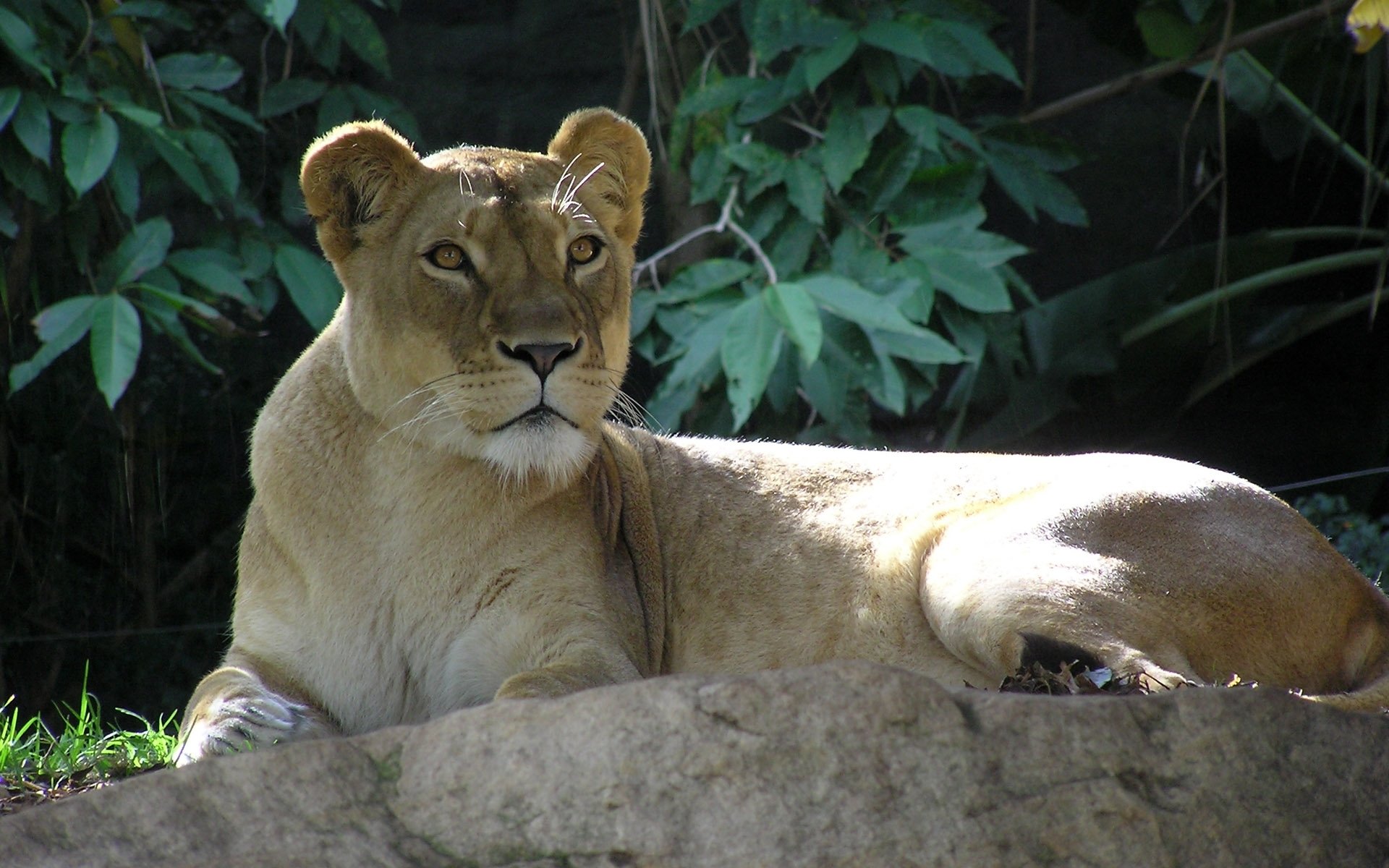 leo lioness is watches stone foliage