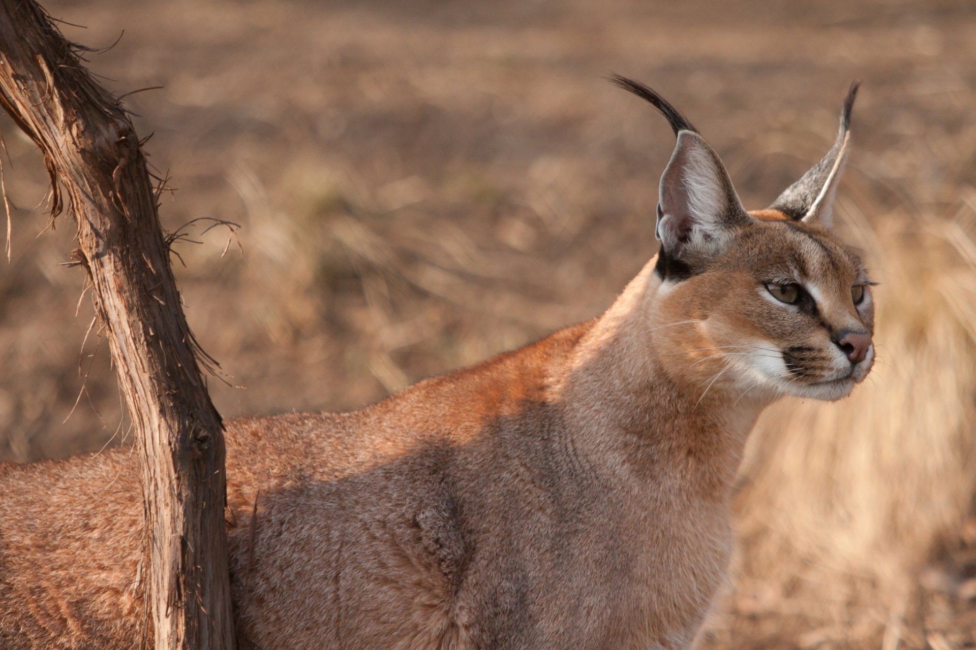 selvaggio gatto caracal muso sguardo guarda orecchie nappe ramo