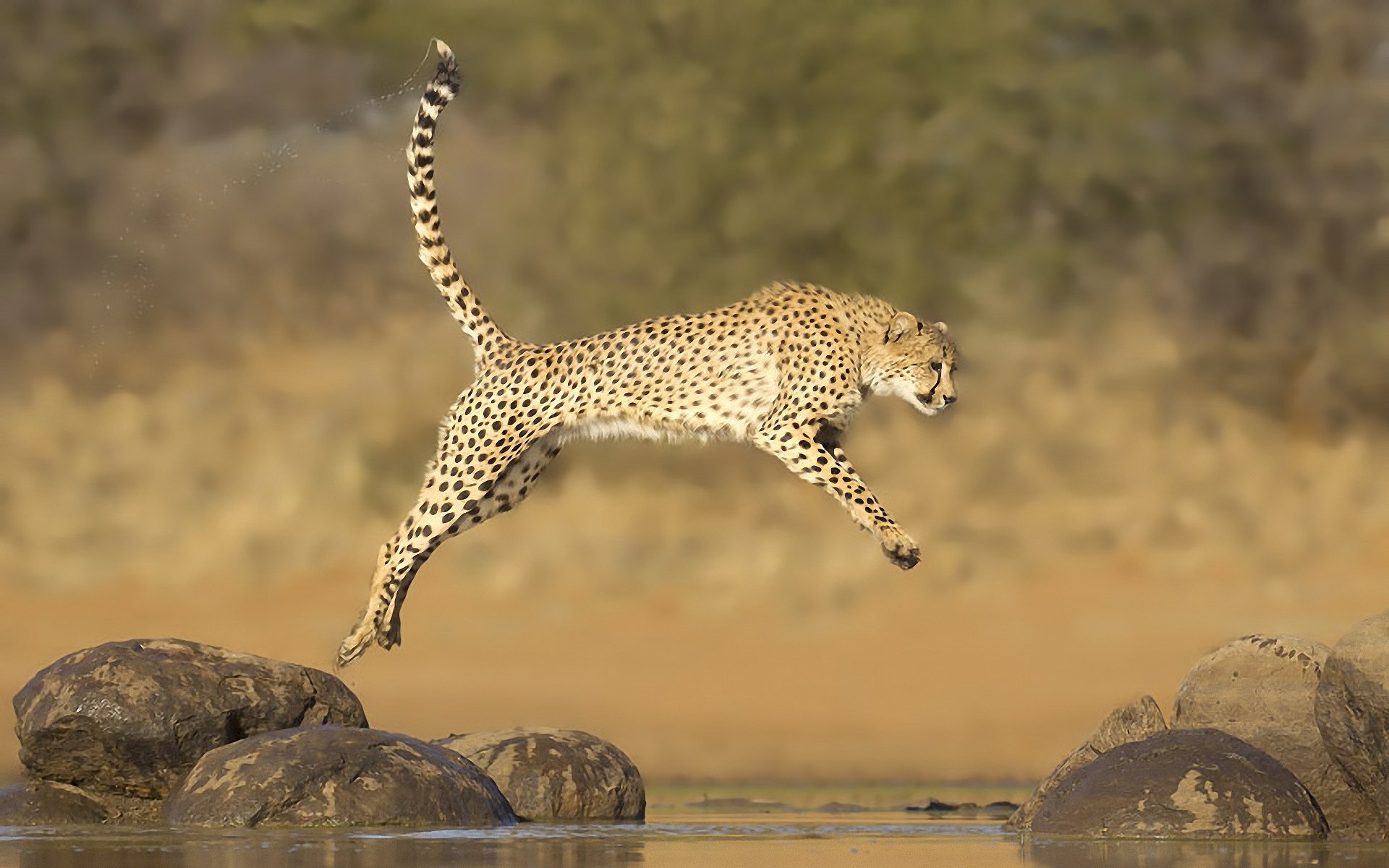 guépard saut eau pierres