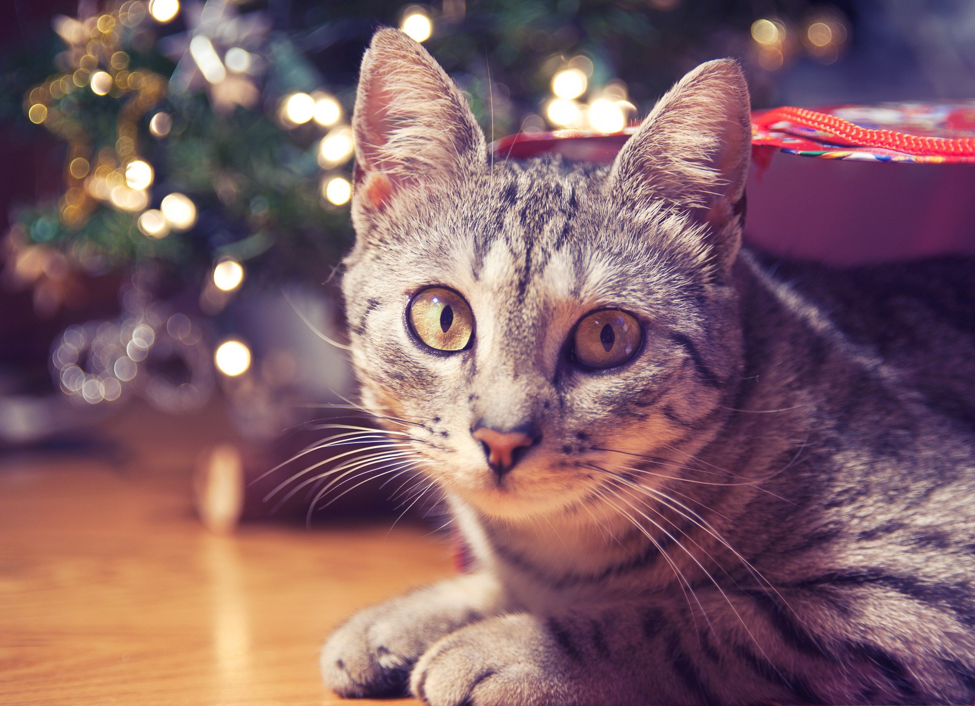 gestreift blick katze boden