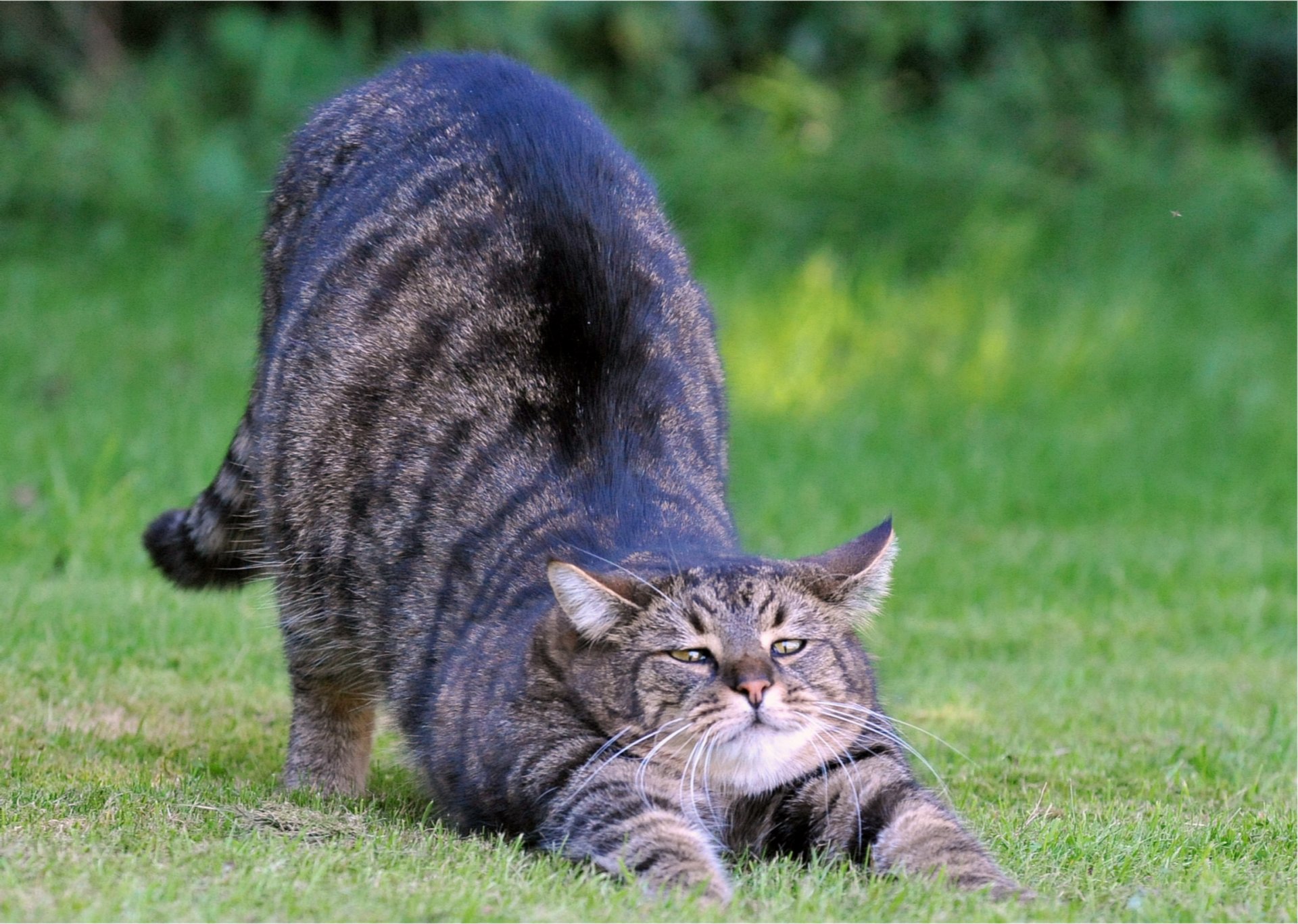 cat grey stretche