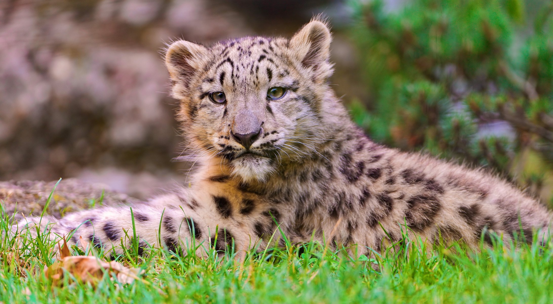 leopardo delle nevi irbis giace guarda muso