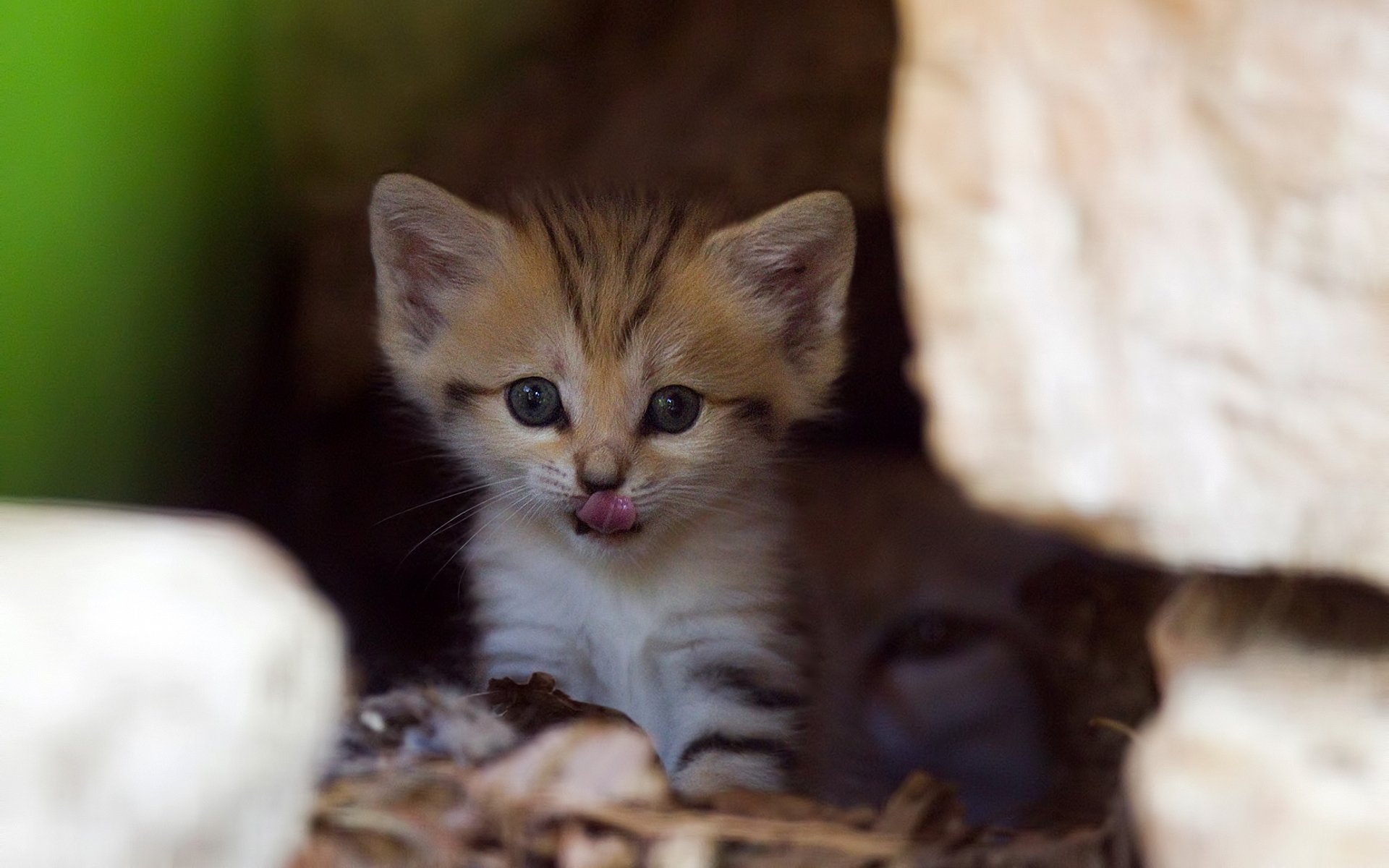 chaton chat curiosité