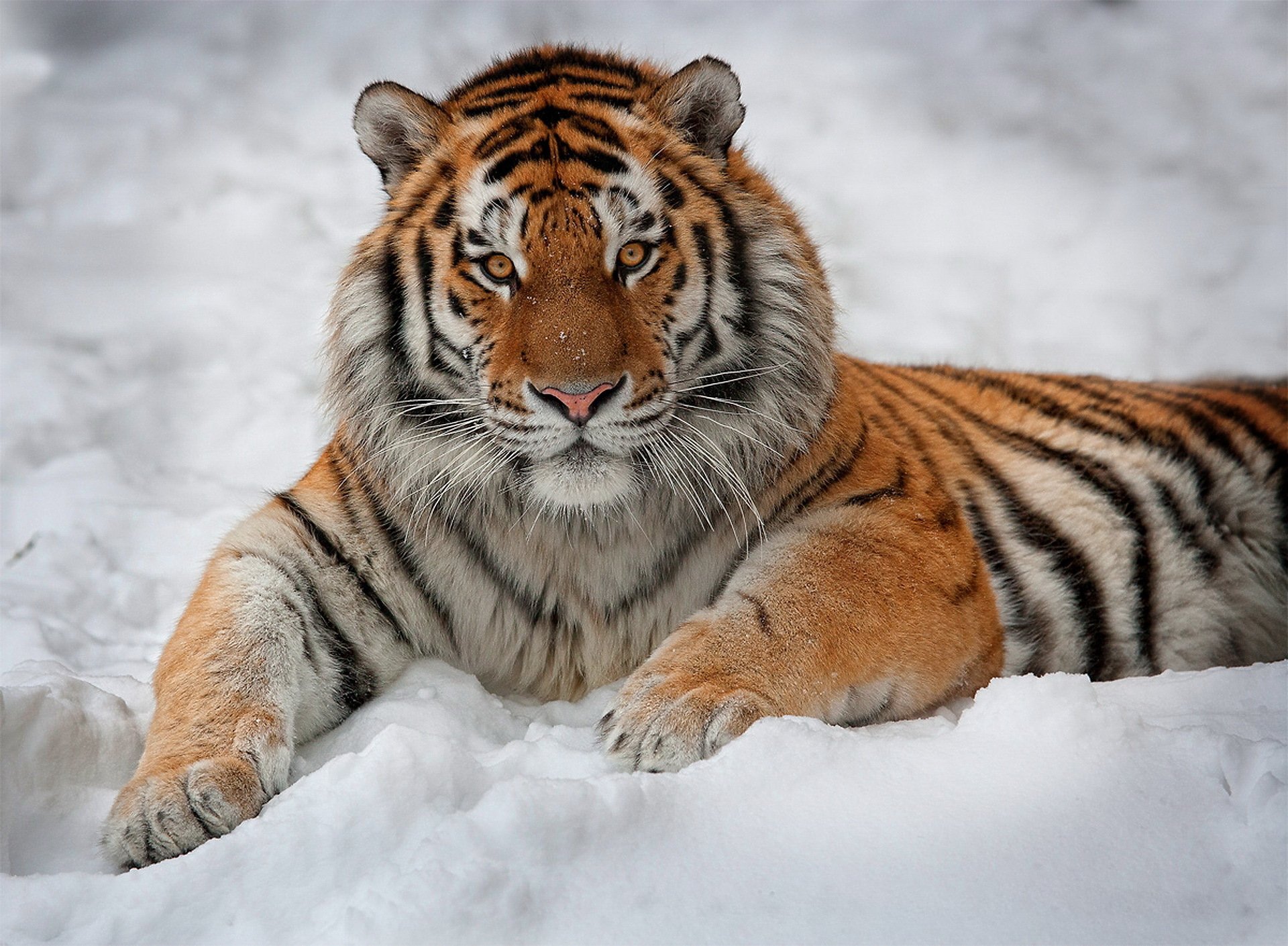 tiger view is watches of interest snow striped handsome