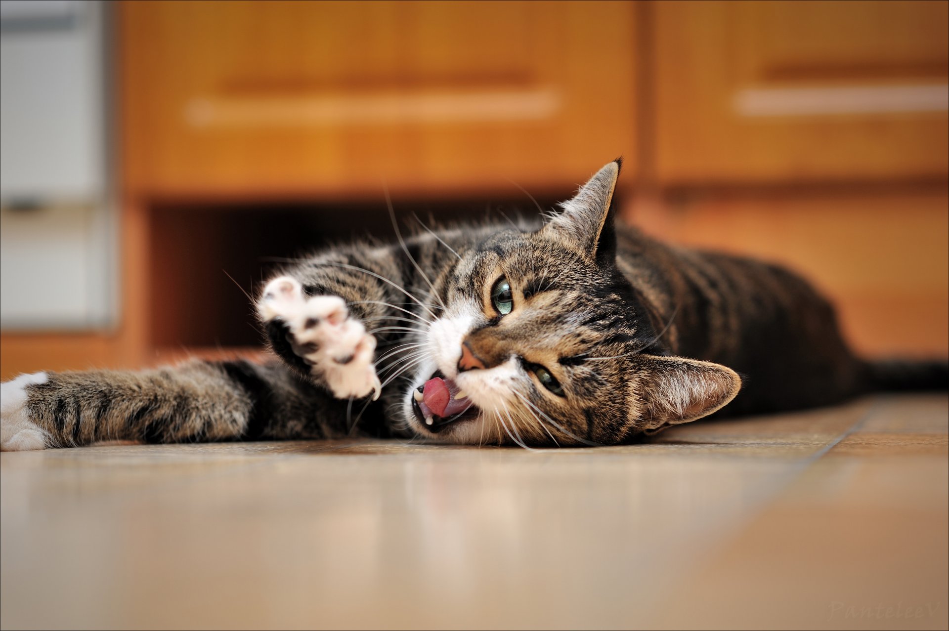 il gatto giace il pavimento sbadiglia