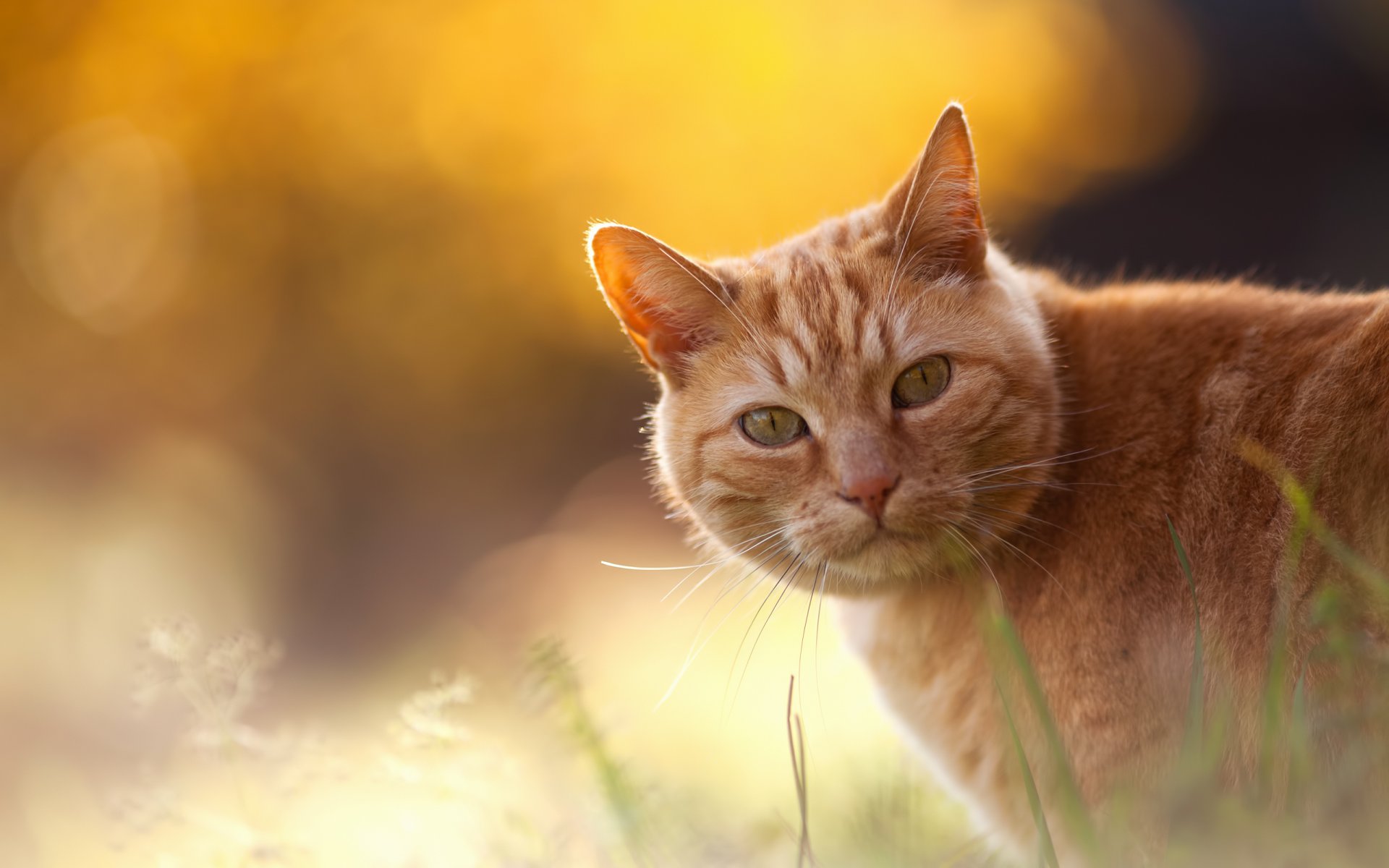 cat red grass bokeh chopin