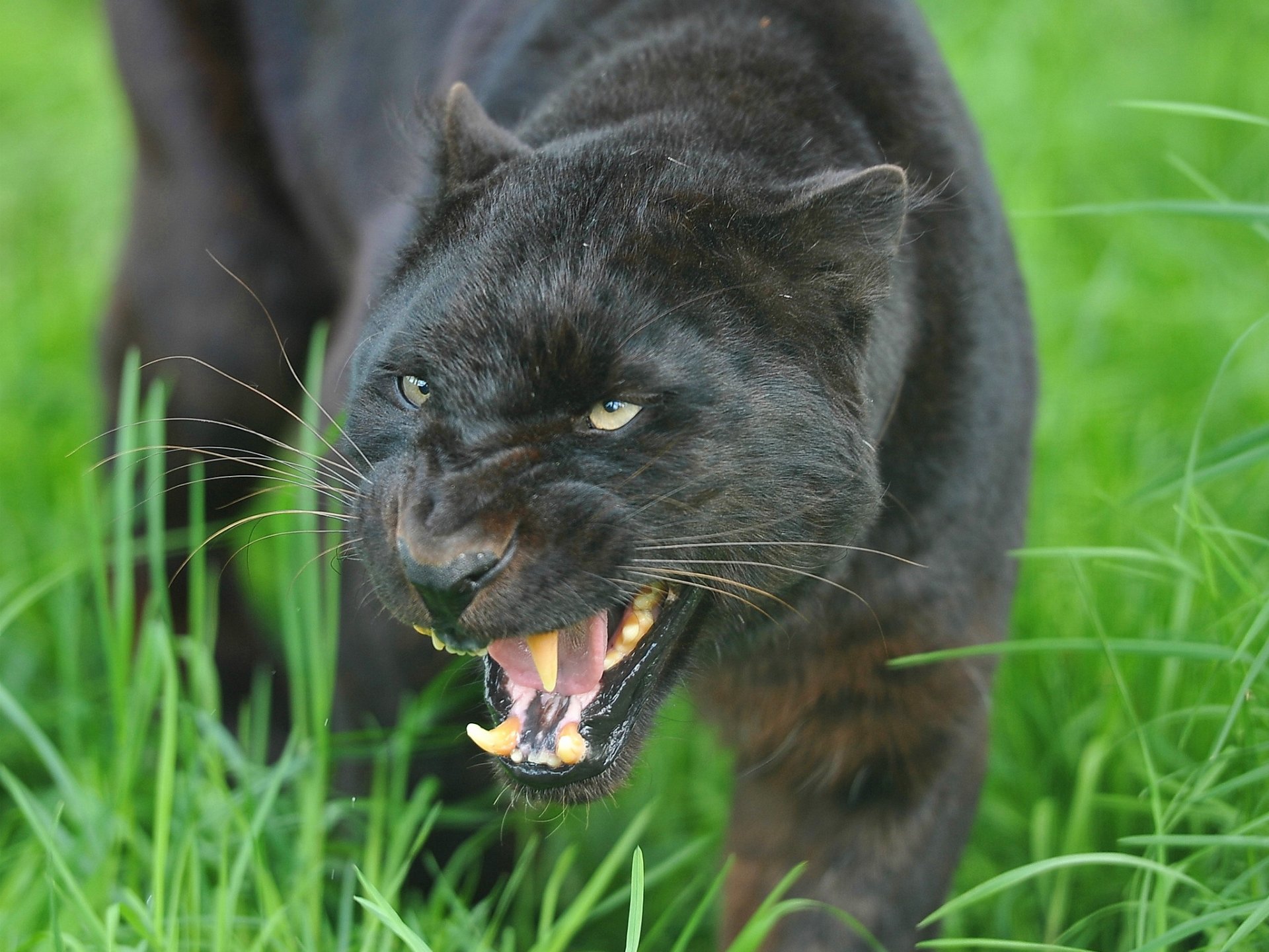 leopardo sorriso minaccia muso pantera