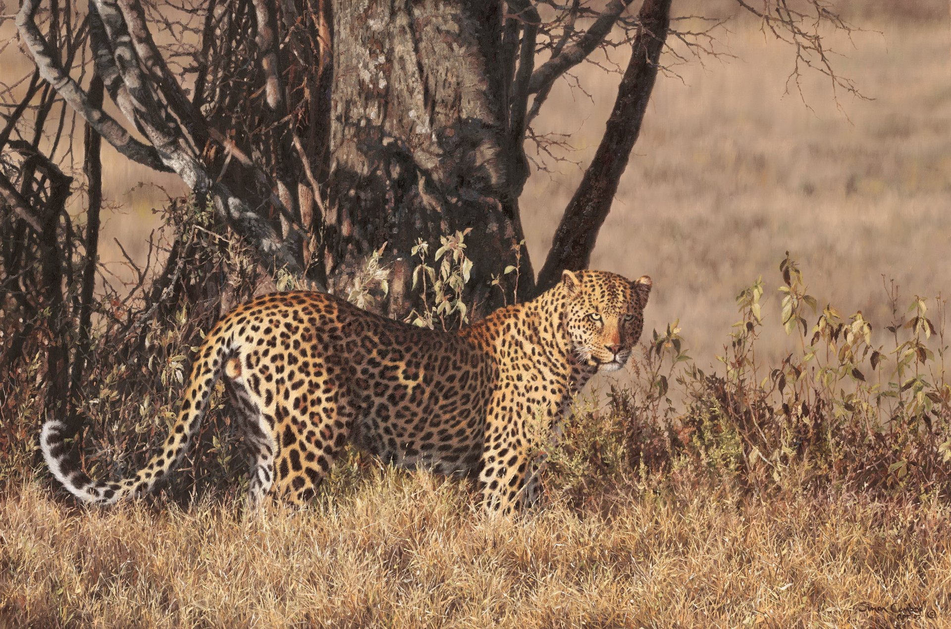 leopardo patrón de pie mirando sabana árbol