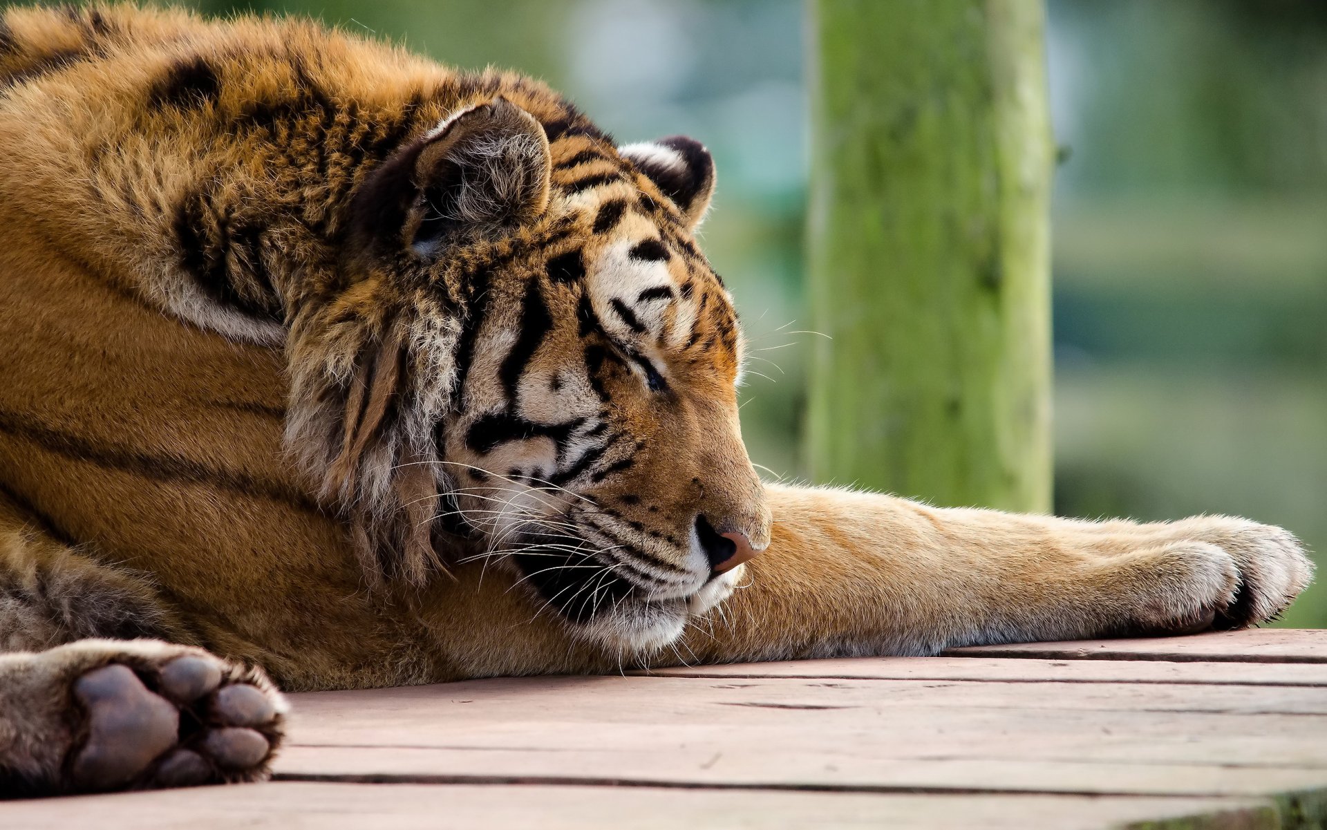 tigre panteras tigre hocico patas durmiendo depredador gato rojo rayado