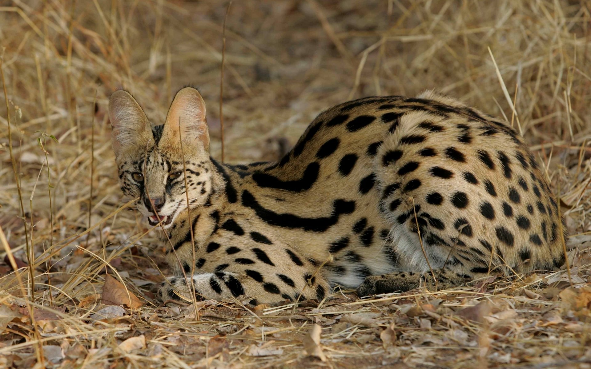 cat cat wild serval