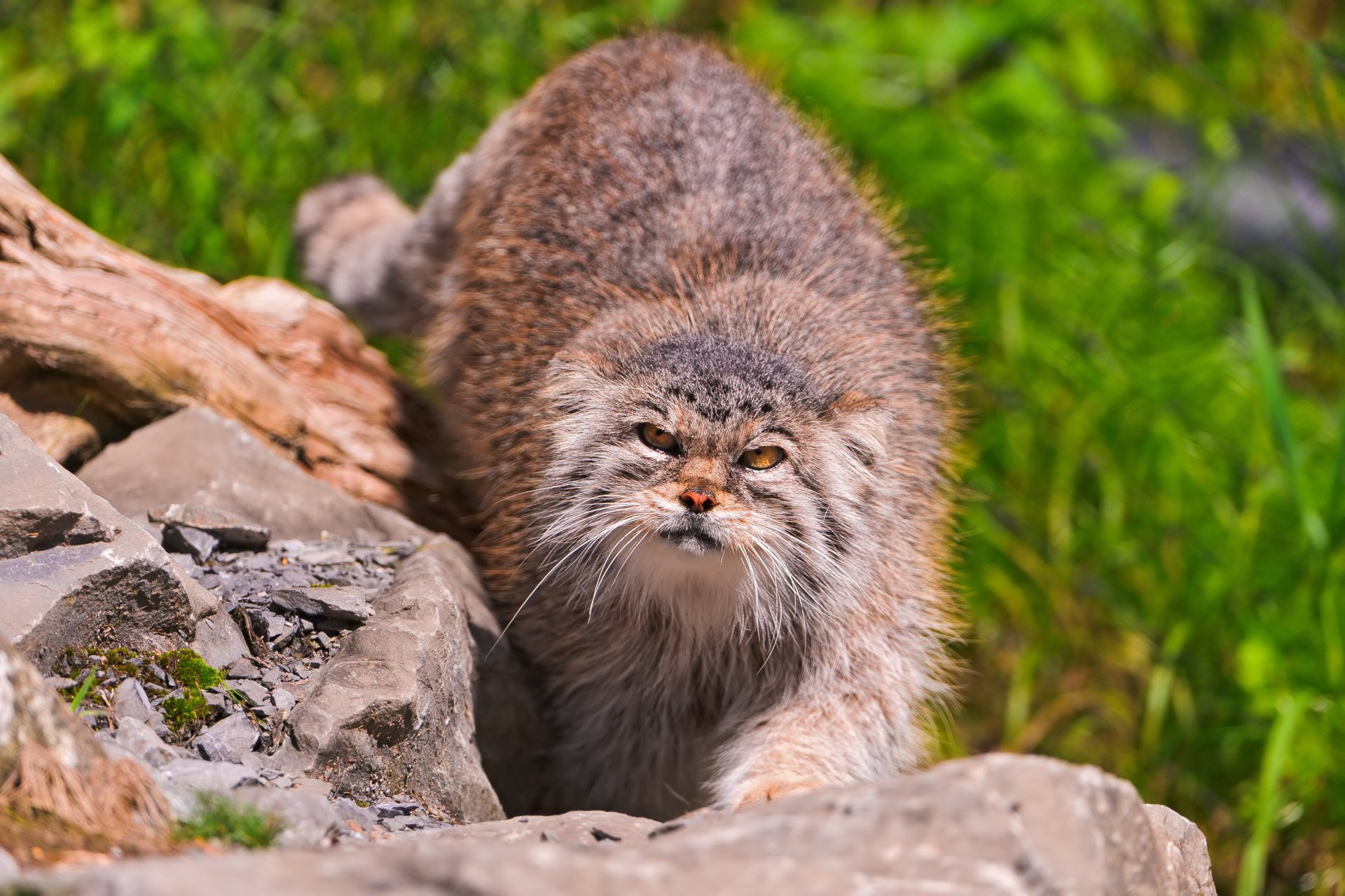 manul pallas gato mirando piedras hocico