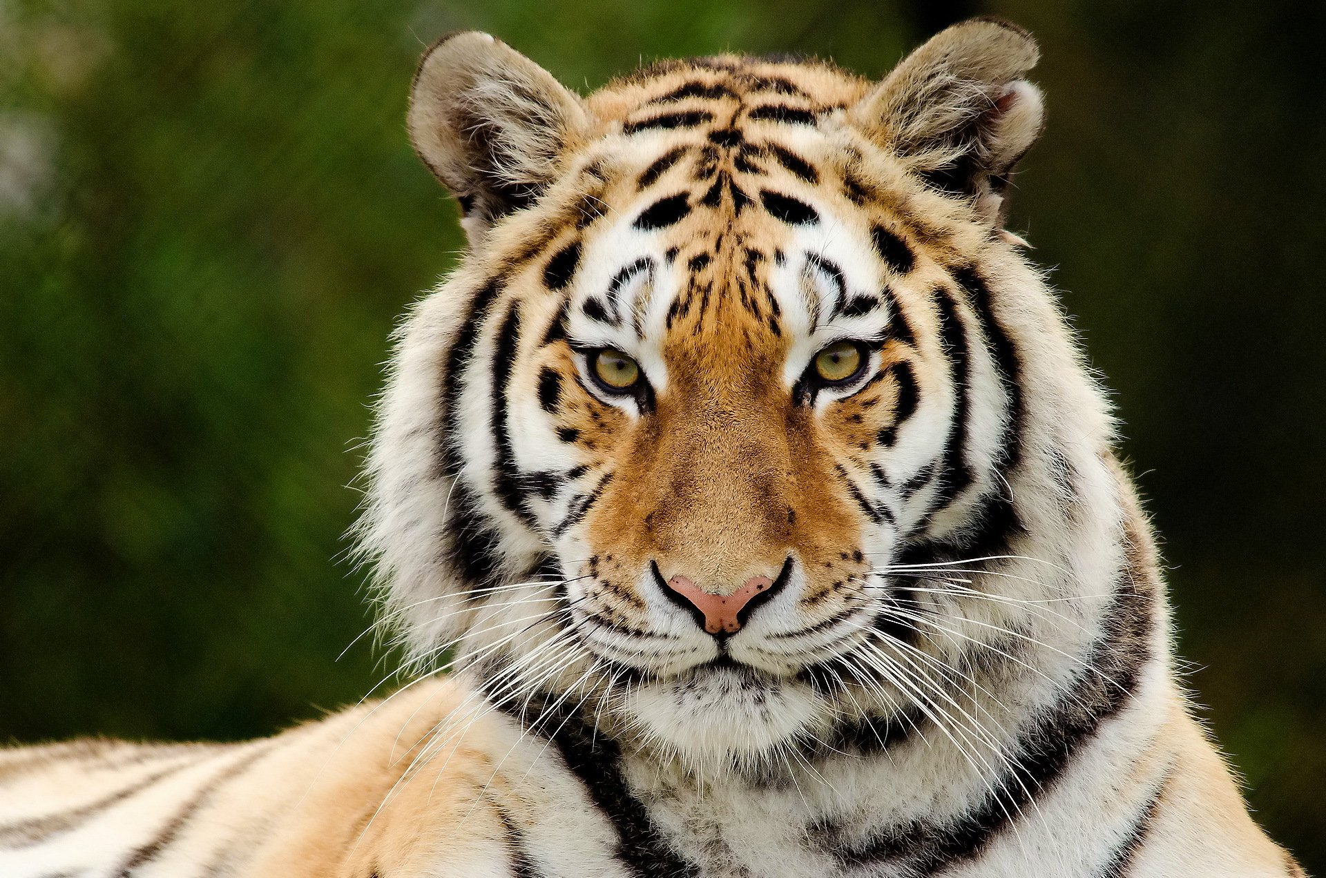 tigre museau vue rayures prédateur