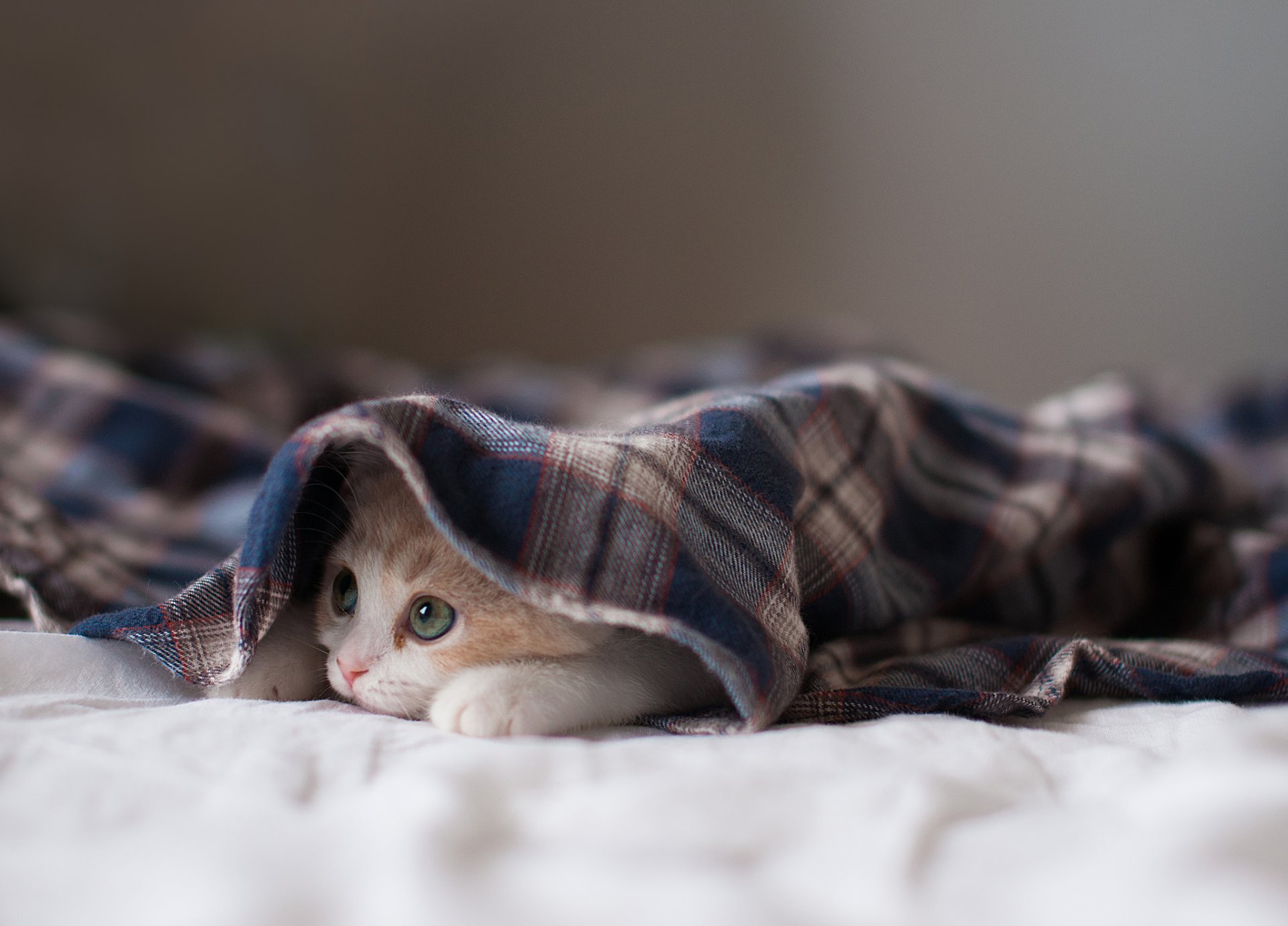 cat kitten hannah hide and seek © ben torode