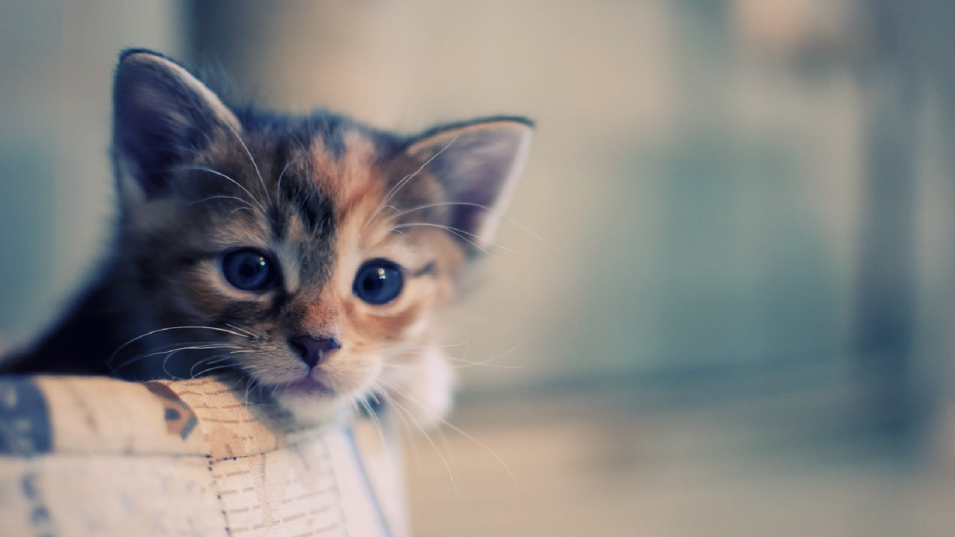 cat kitten cat macro basket