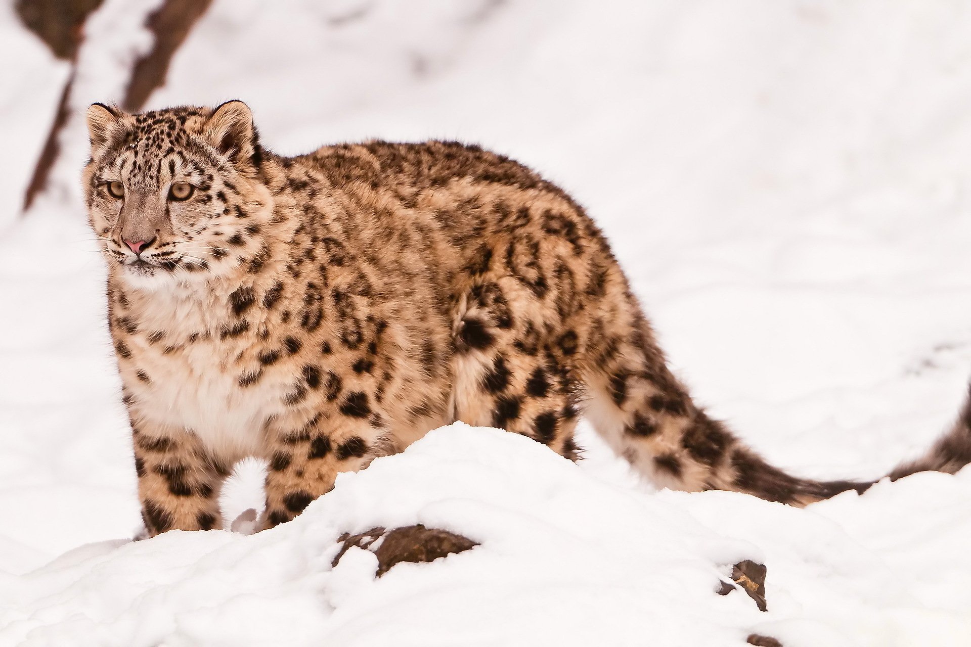 now leopard snow leopard uncia uncia standing looking muzzle beautiful predator in the snow sepia