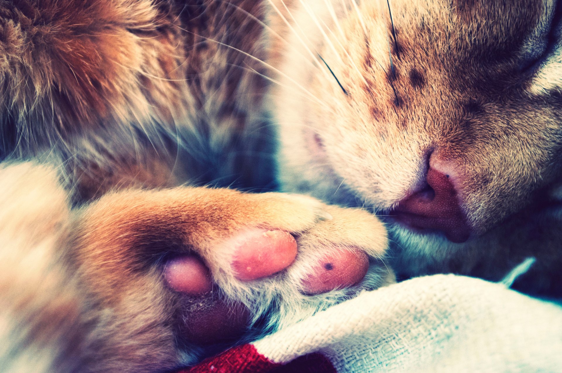 cat cat paw paw sleeping