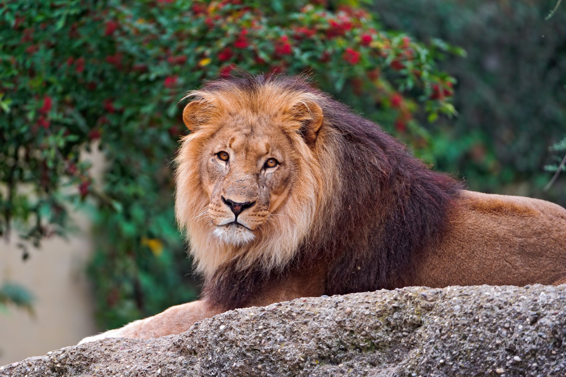 león melena mentira mirando piedra