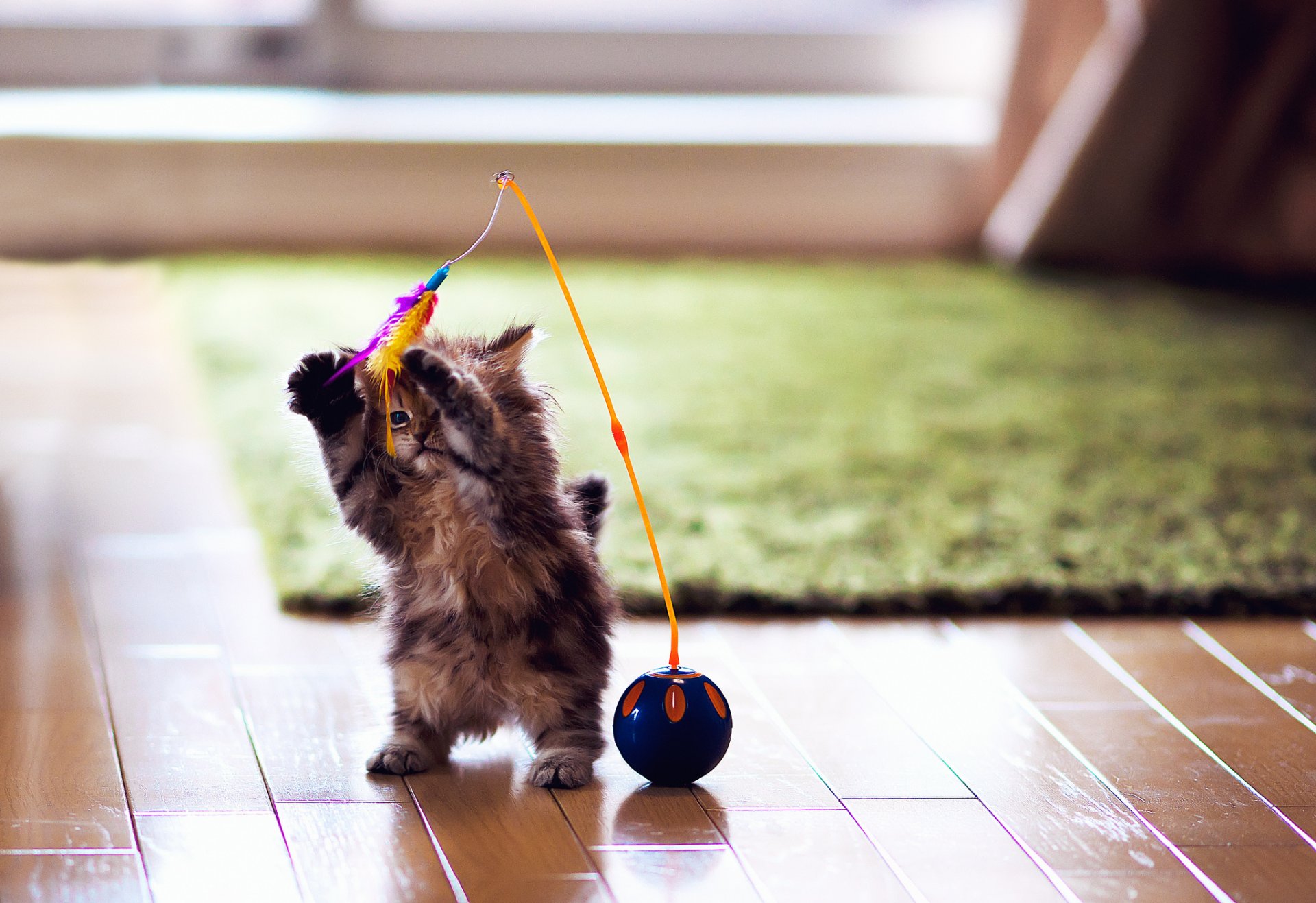 katze kätzchen gänseblümchen ben torte spielzeug spiel federn ball parkett teppich