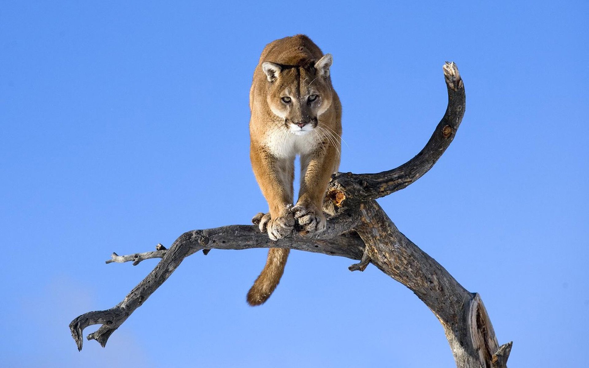 puma kaguar leone di montagna gatto selvatico vista albero sfondo carta da parati