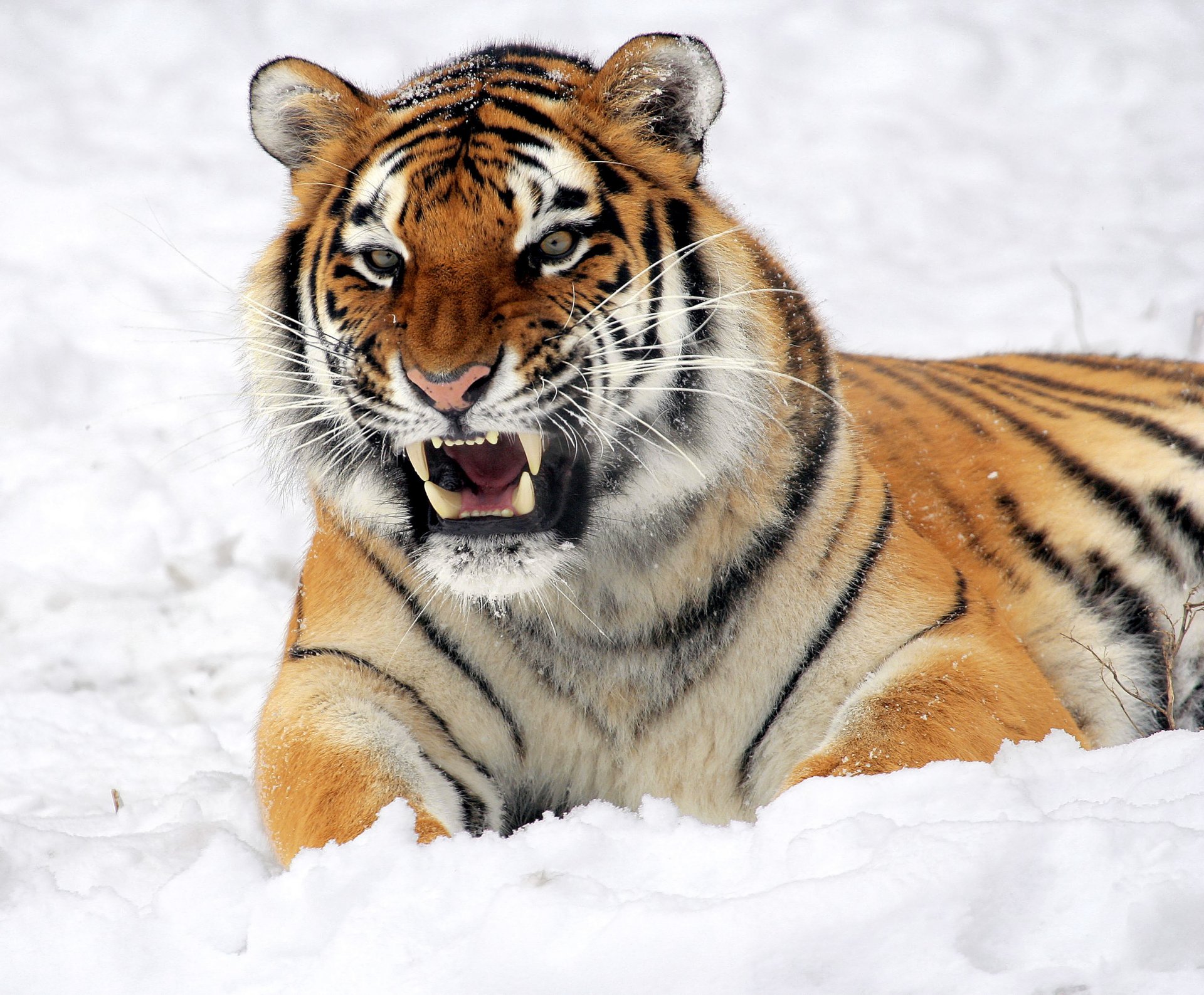 tiger liegt grinsen schnee bedrohung schnauze blick