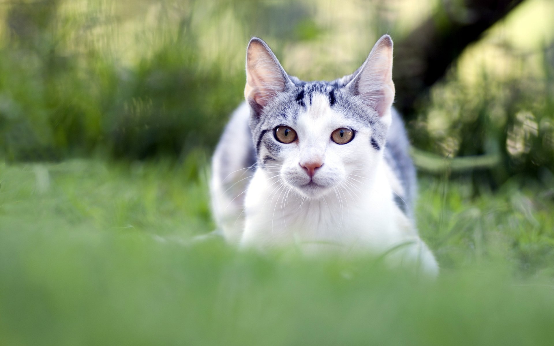 gato verano naturaleza