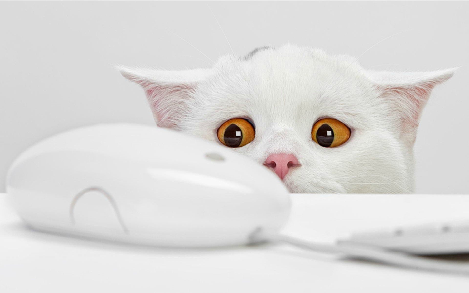 white cat mouse fear