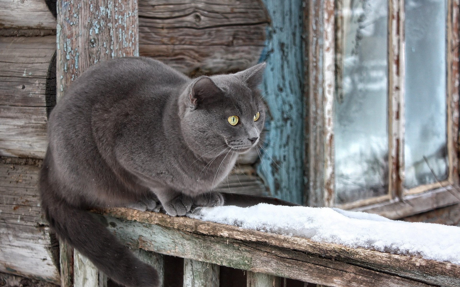 кошка дом снег