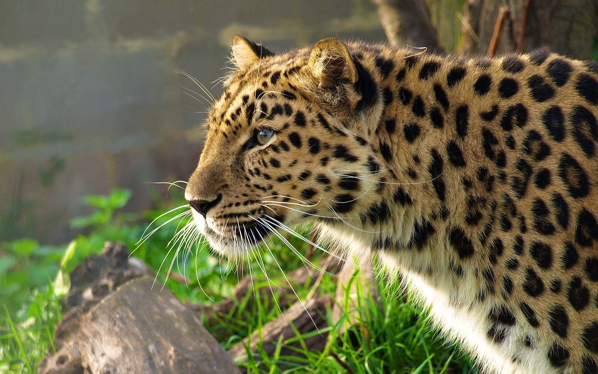 lampart pantera pardus dalekowschodni pysk skradanie się profil trawa