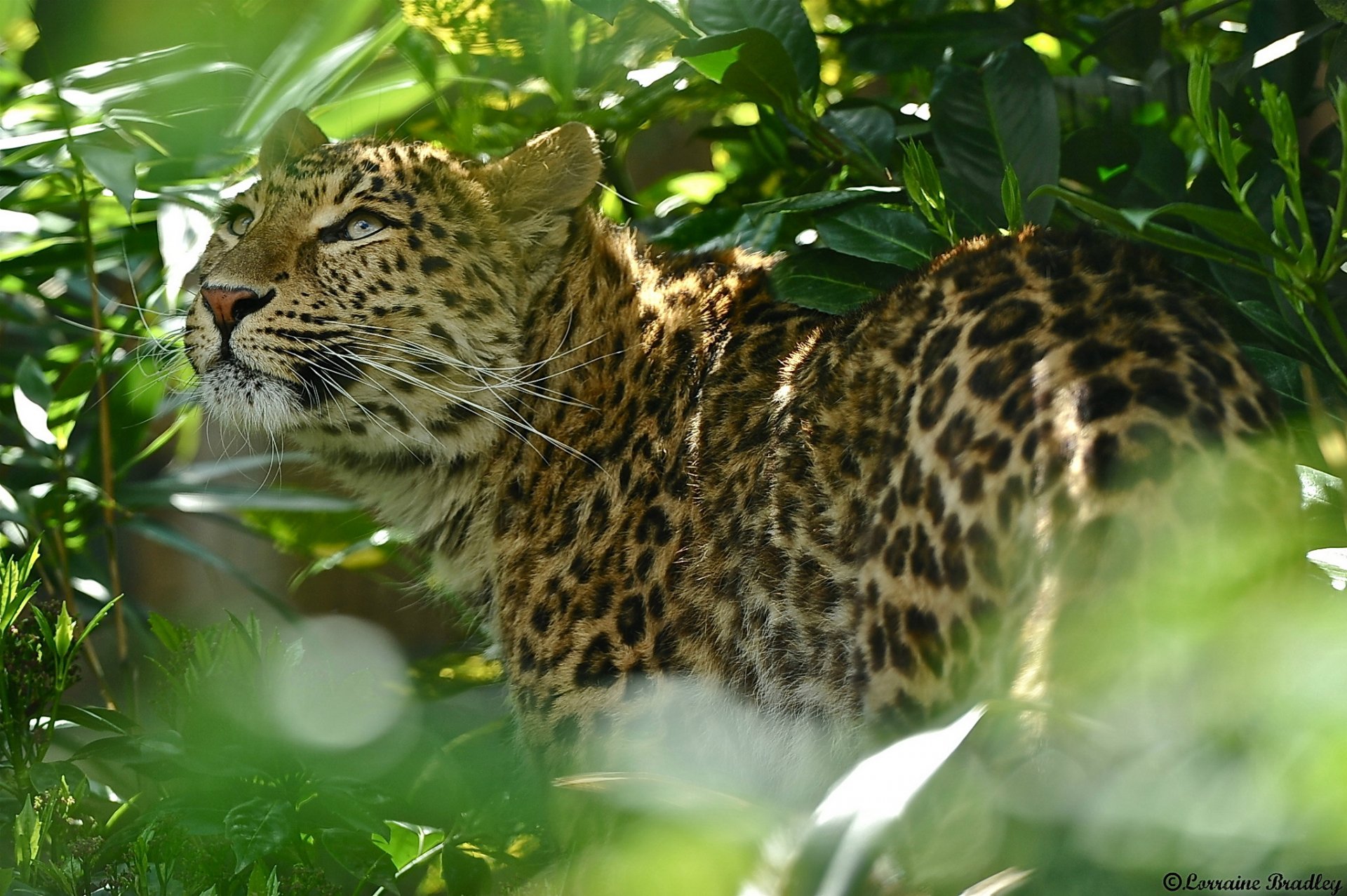 leopardo mirando hacia arriba follaje arbusto