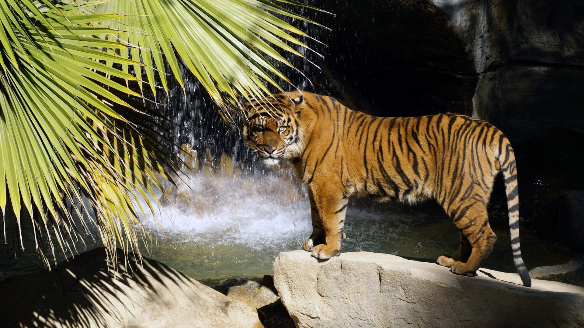 tiger raubtier palme steine wasserfall