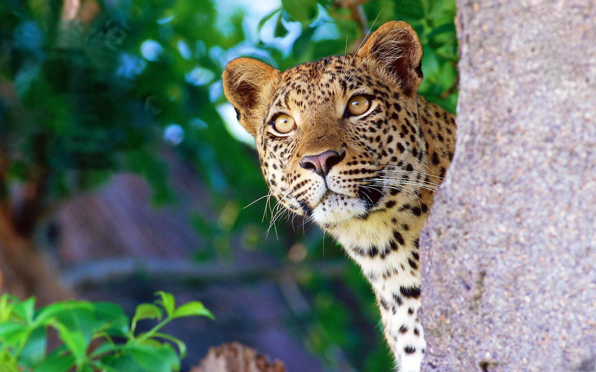 leopardo museruola scoreggia curiosità pietra