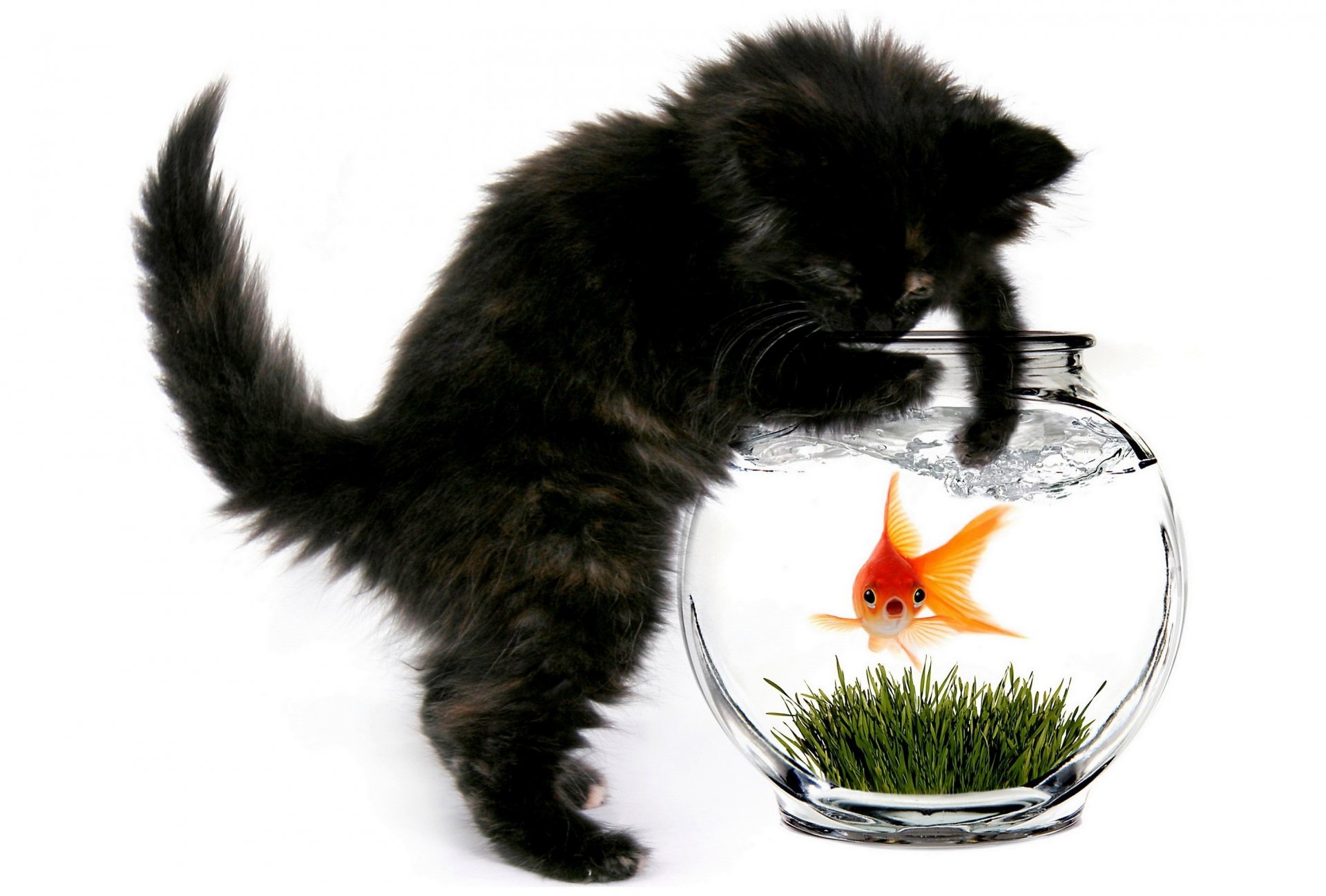 cat cat aquarium fish golden