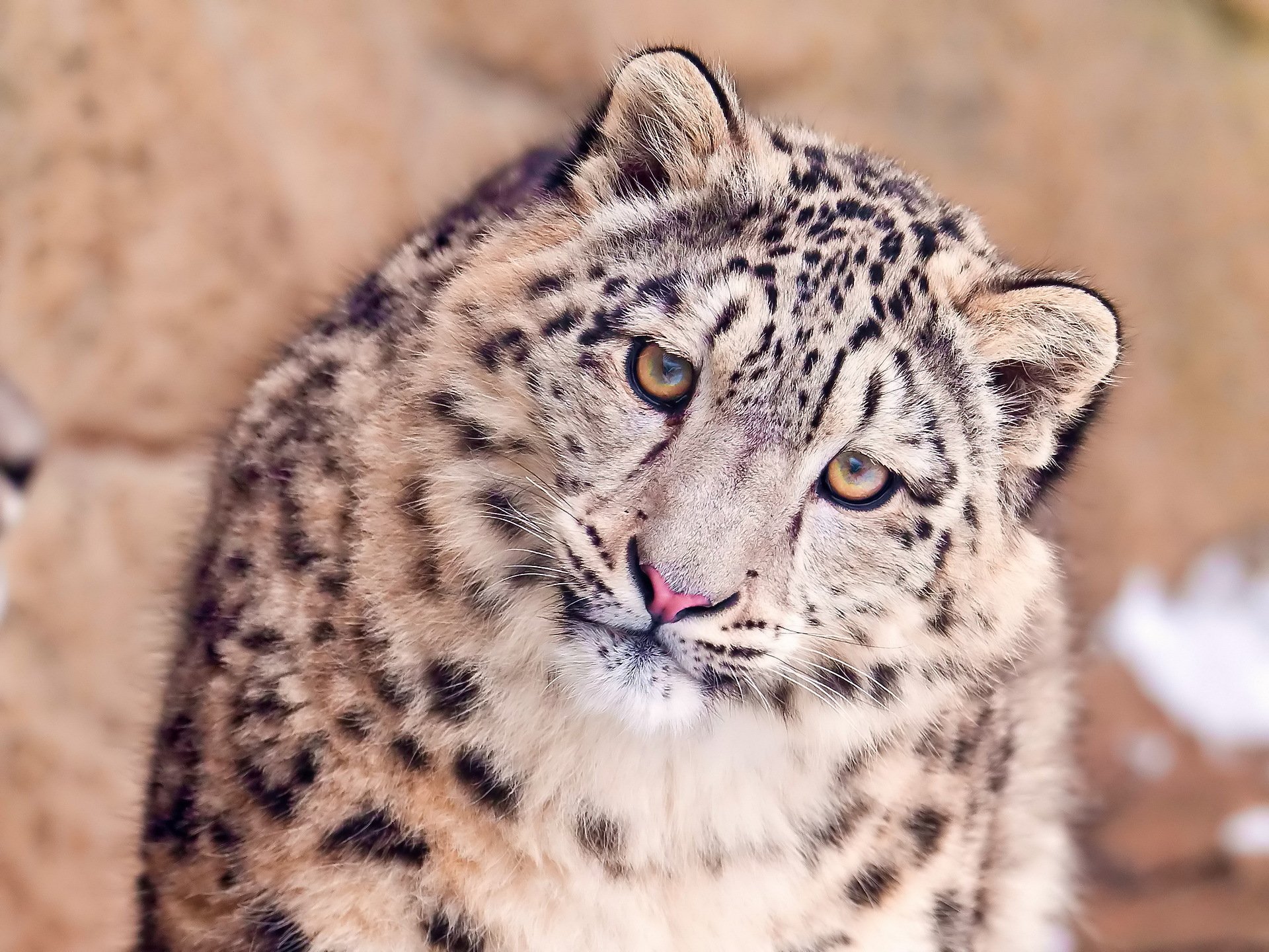 leopardo de las nieves irbis hocico vista iskosa