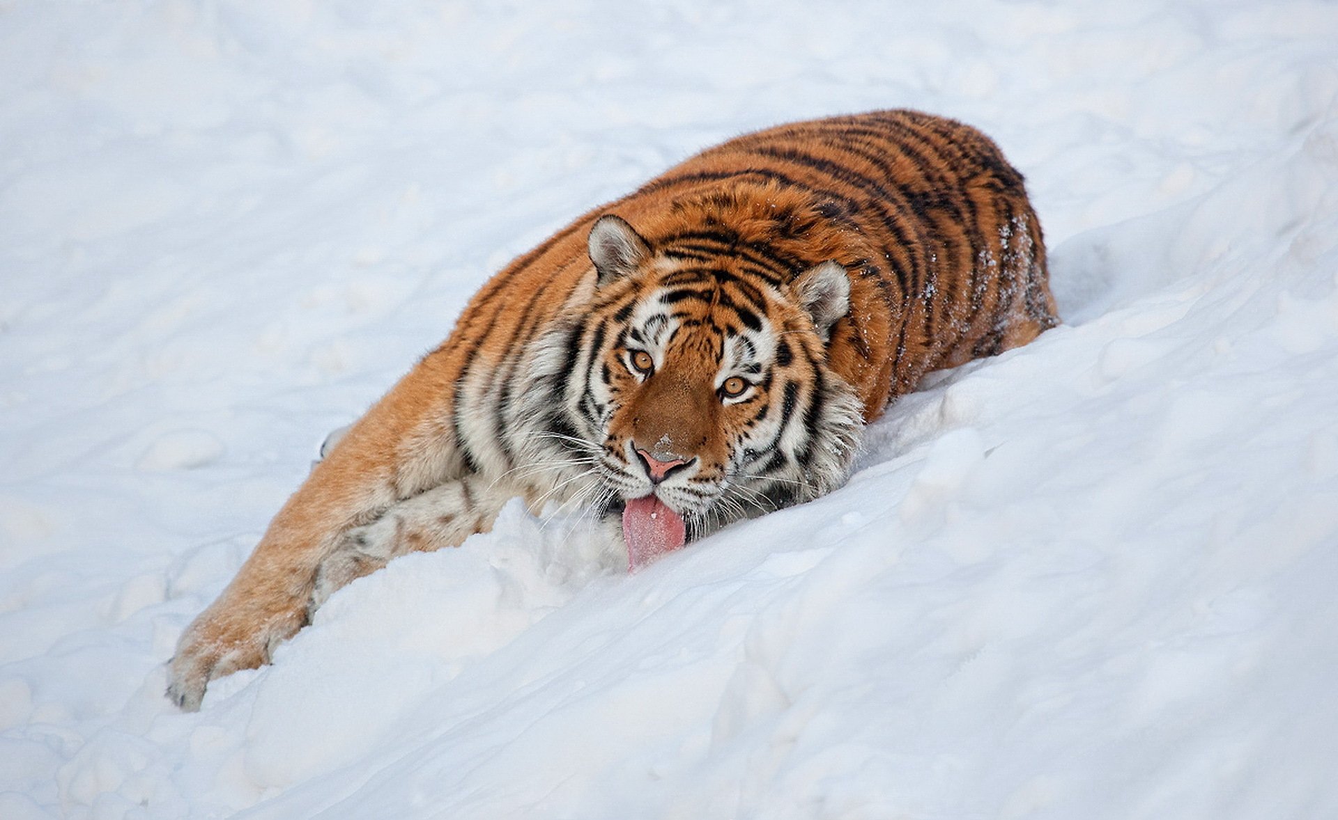 tiger blick liegt zunge schnee schaut gestreift gutaussehender mann hintergrundbilder