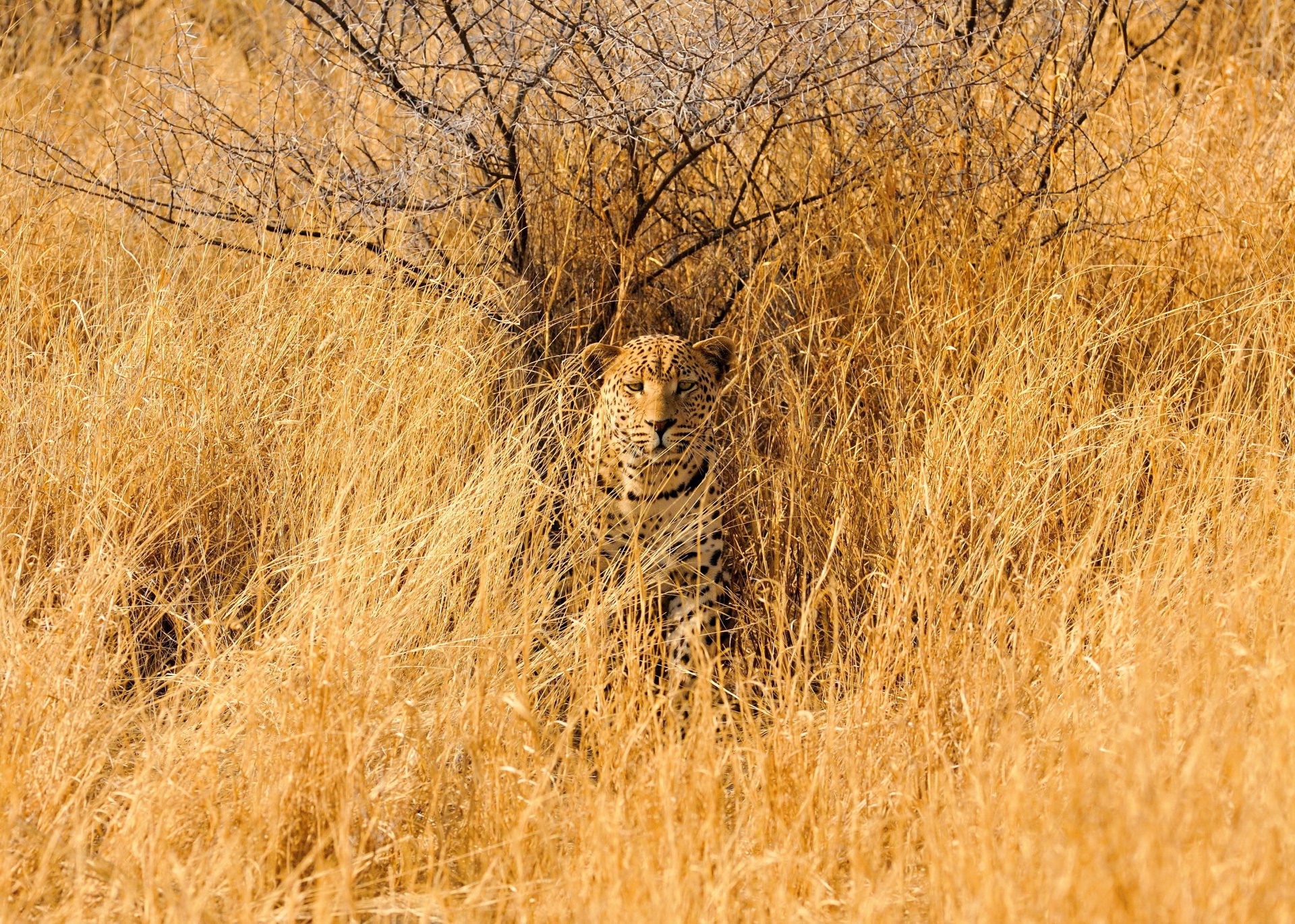 léopard herbe savane triste à la recherche acacias épines