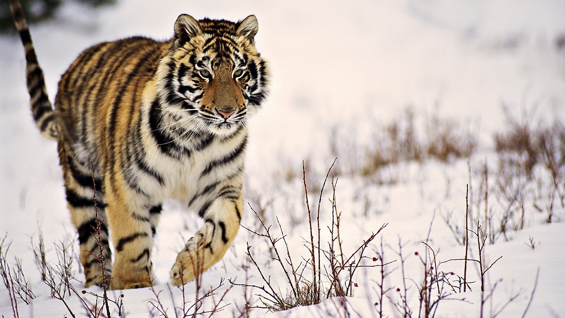 tiger gestreift schnee winter