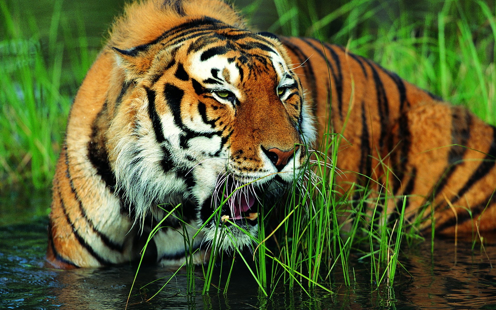 tigre acqua sorriso muso erba