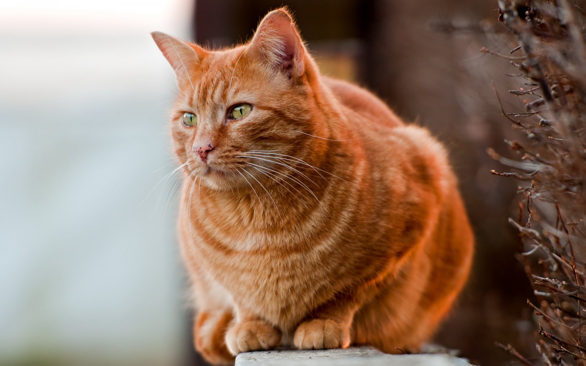 chat nature fond