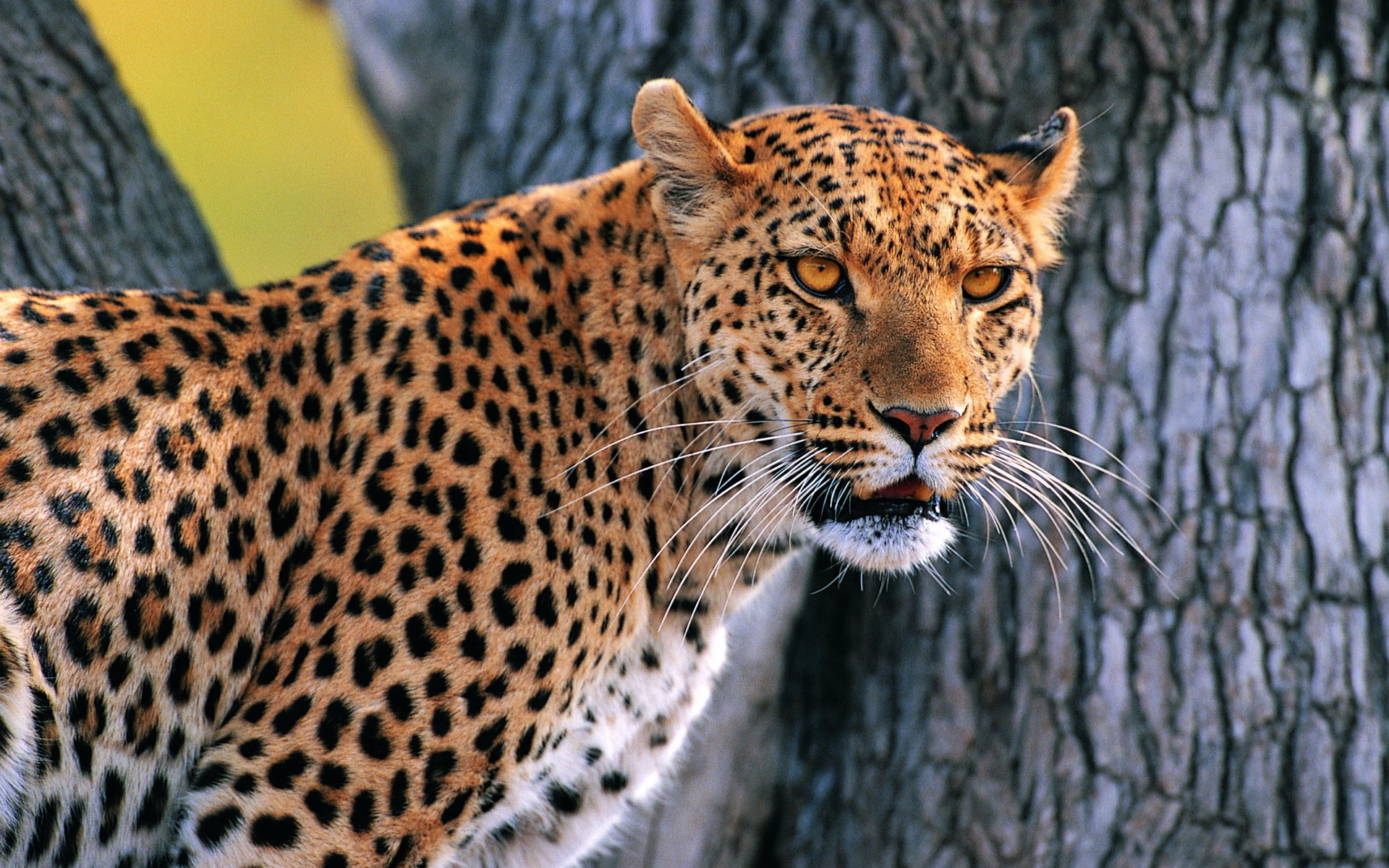 leopard baum schaut schnauzbart