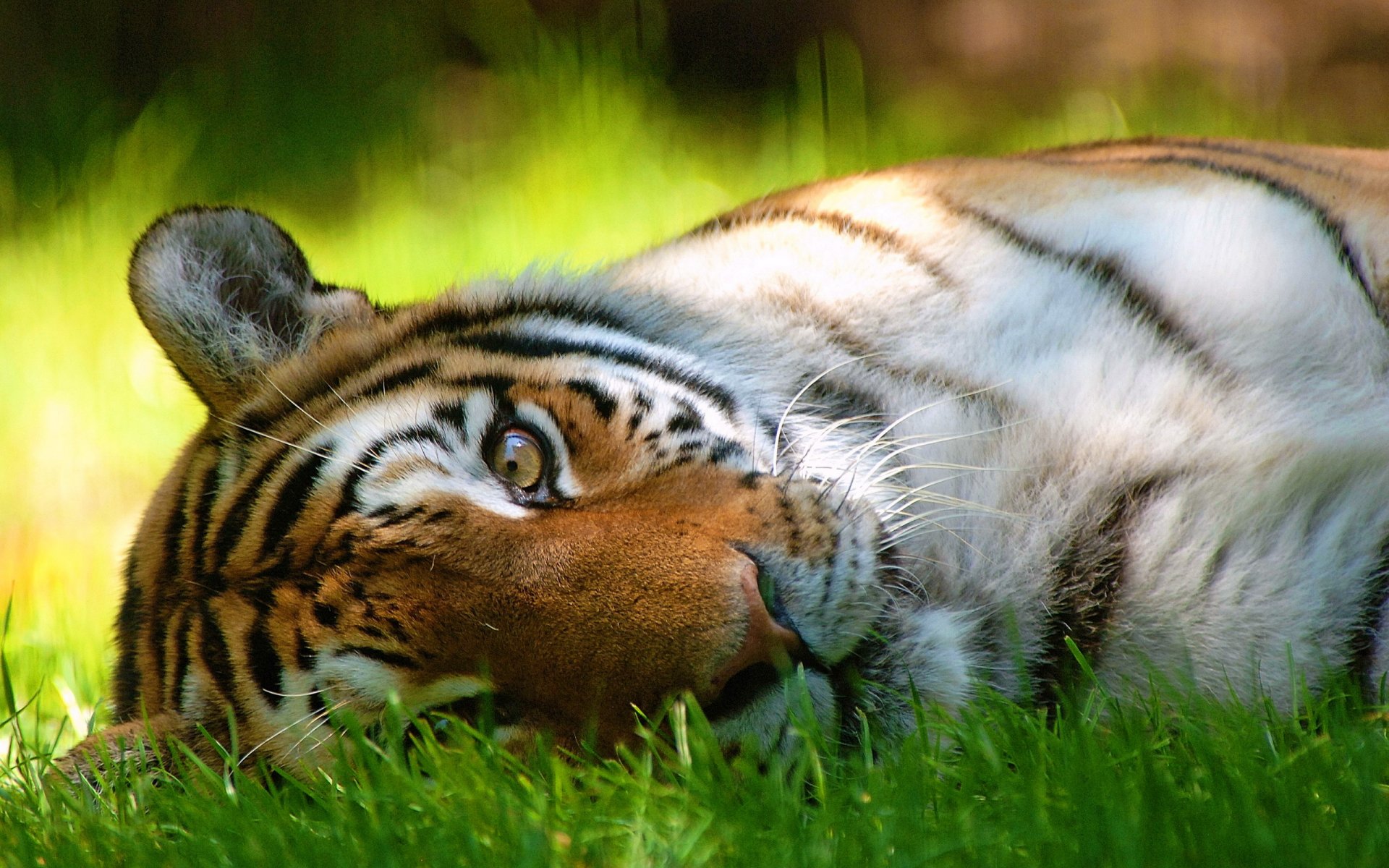 tigre hocico bigote mirada interés rayas mentiras hierba sombra verano