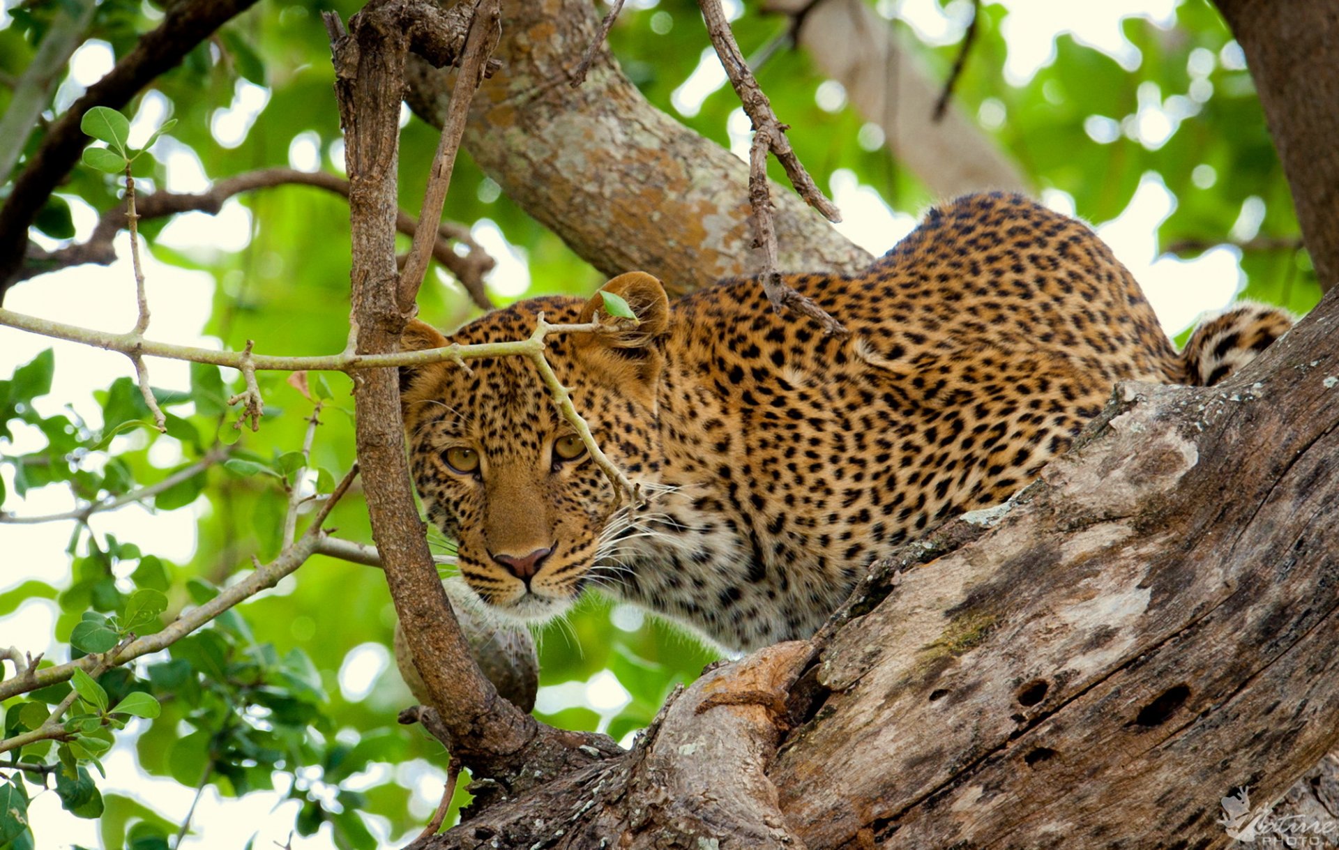 leopardo vista albero fogliame