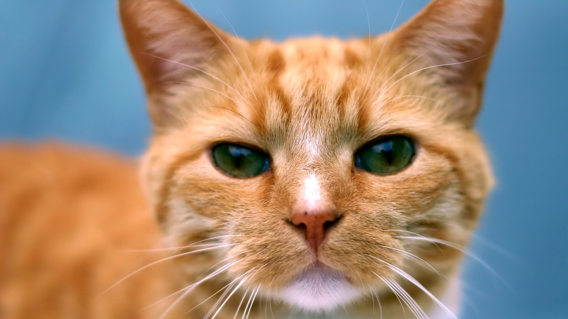 chat roux yeux moustache portrait