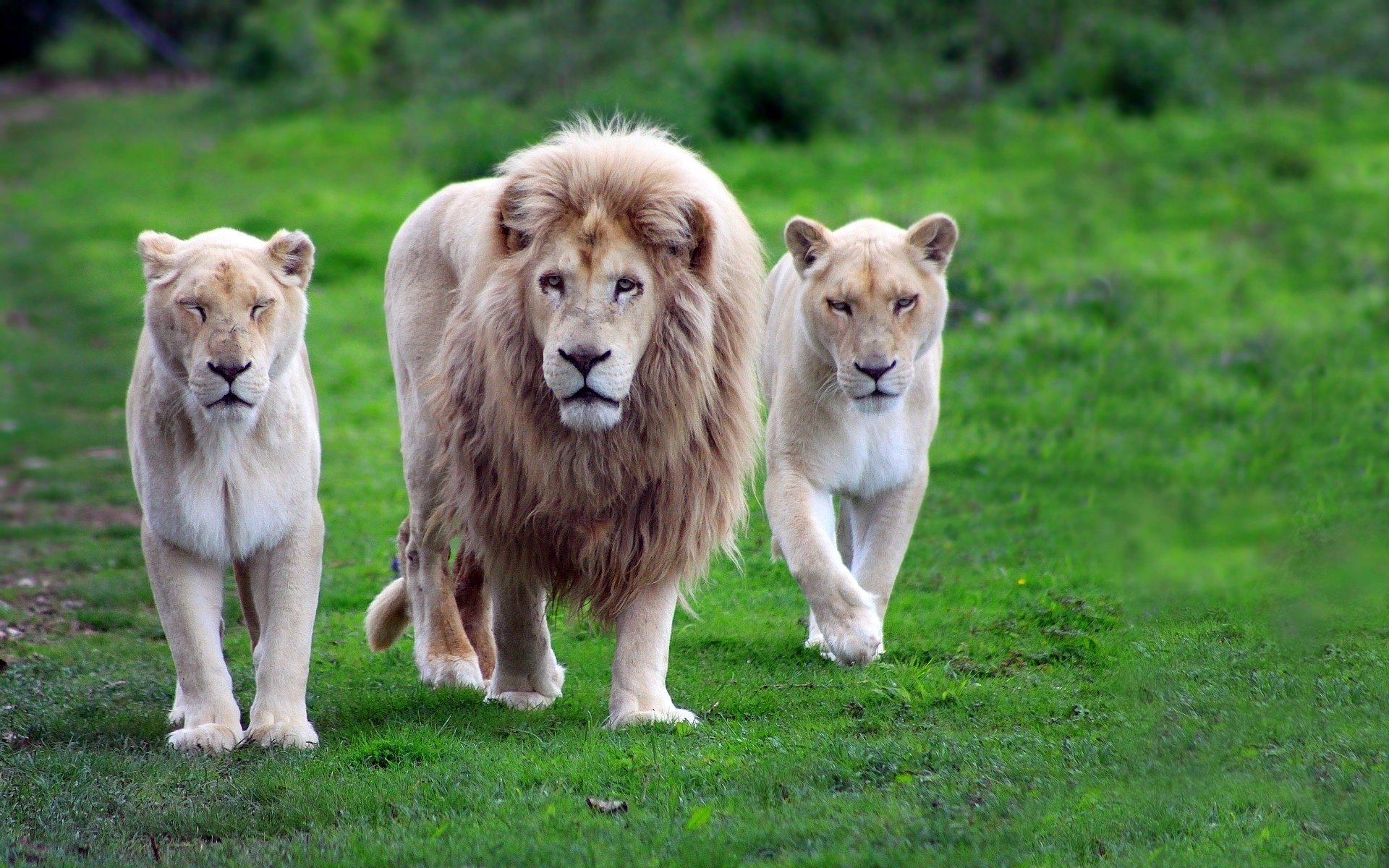 fond herbe famille tigres lions lion crinière trio verdure