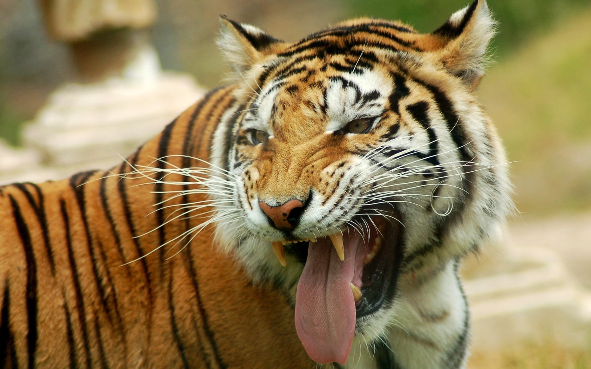 tigre predatore muso sorriso lingua