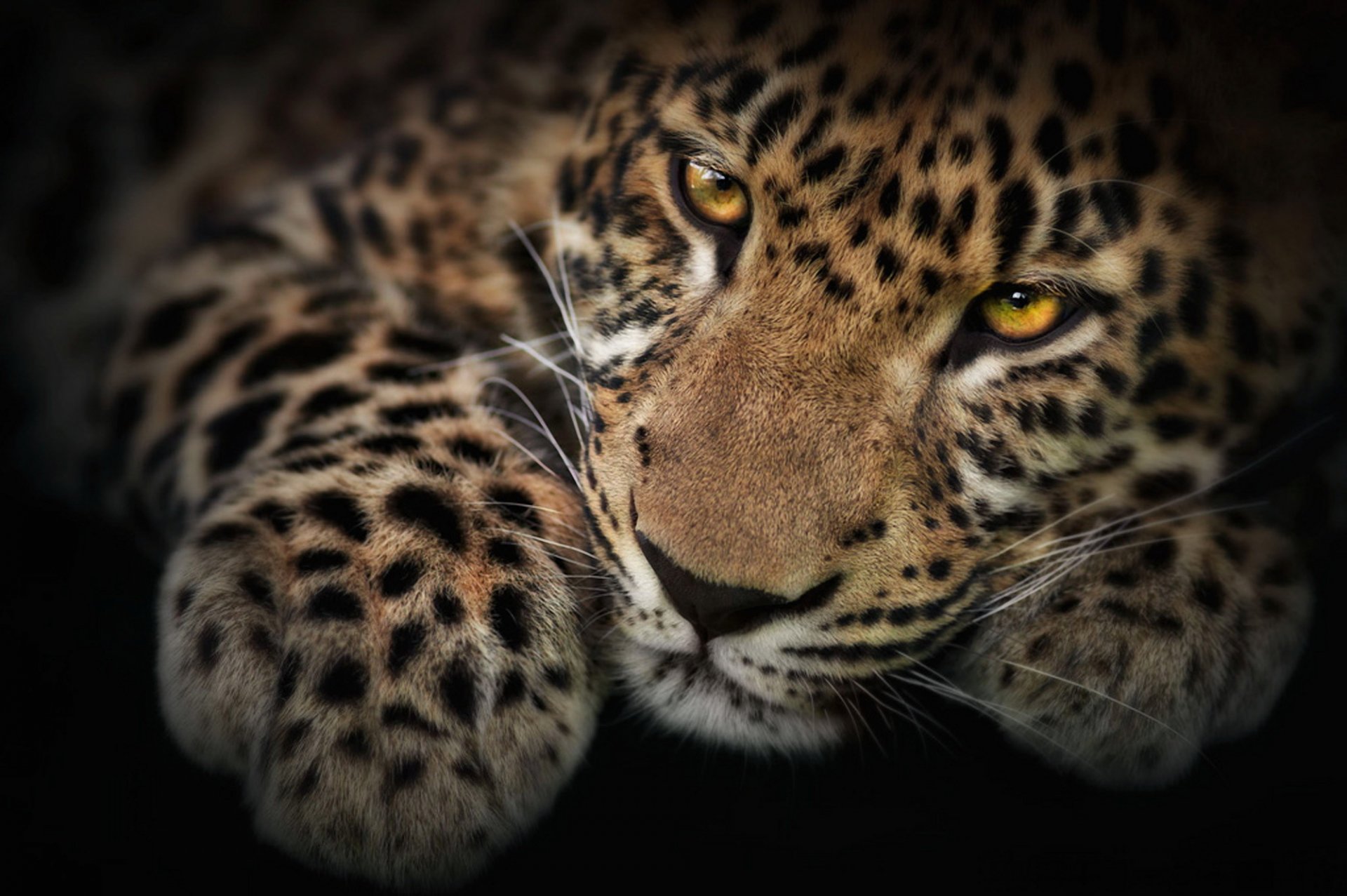 leopard panthera pardus paw snout spotted mustache view photoshop wallpaper