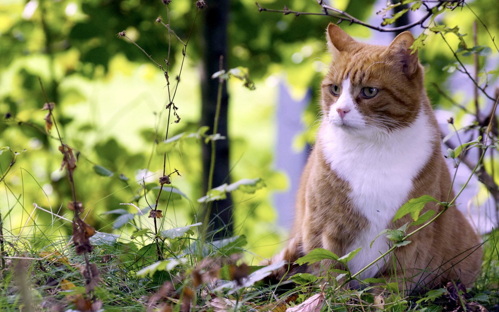 katze sommer natur