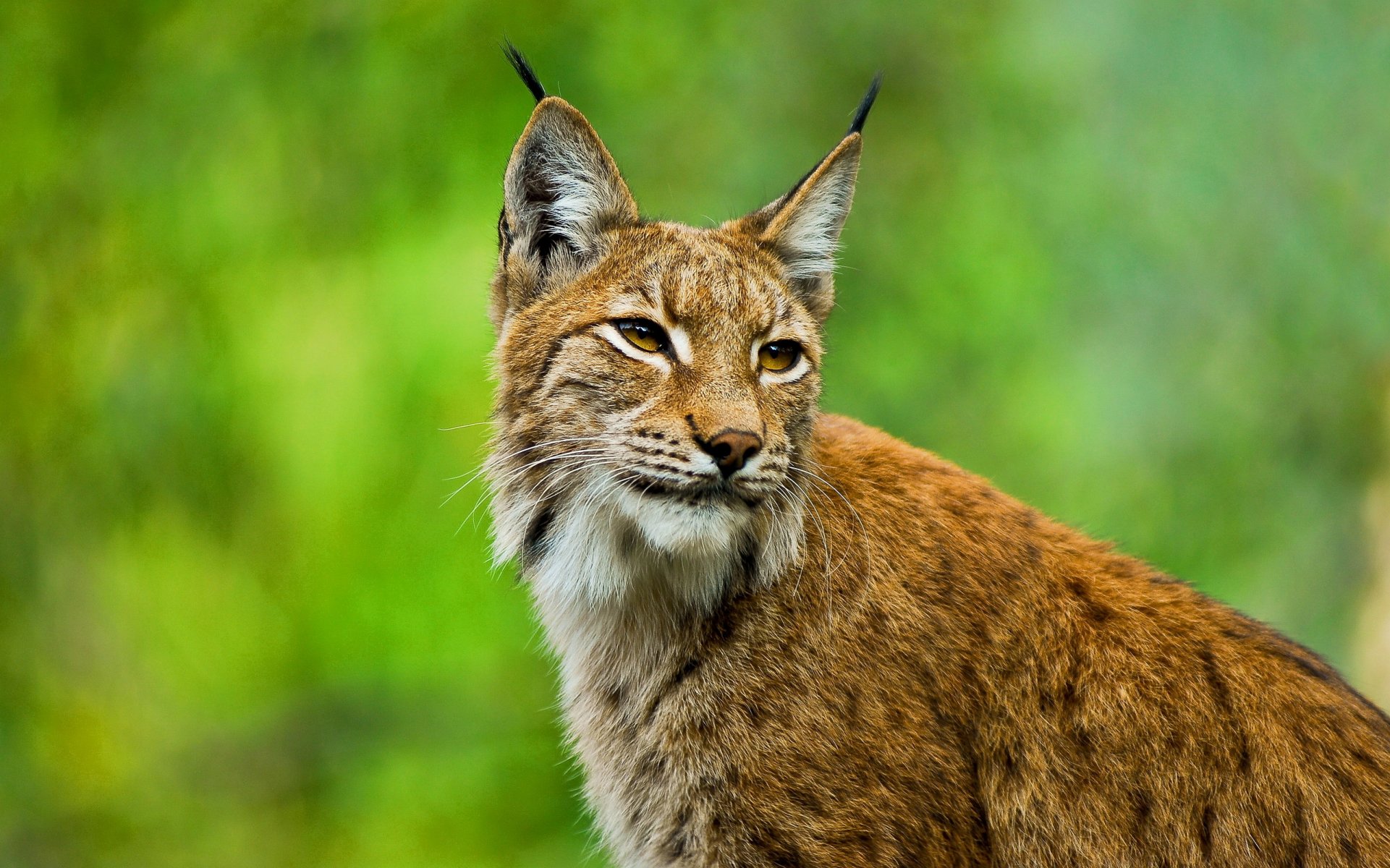 lynx european face ears view brush whiskers wild cat