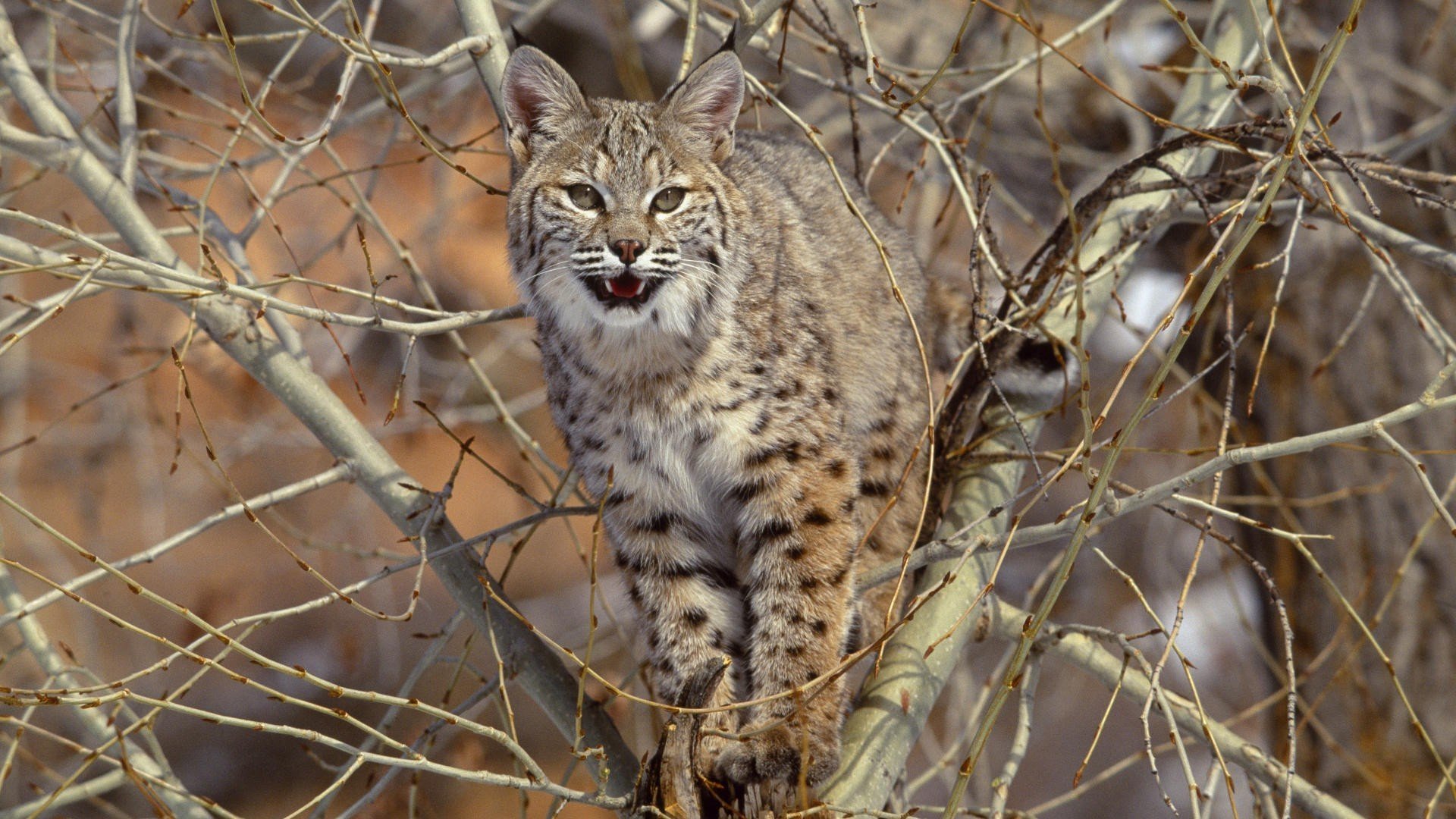 lince depredador bestia gato grande árbol ramas