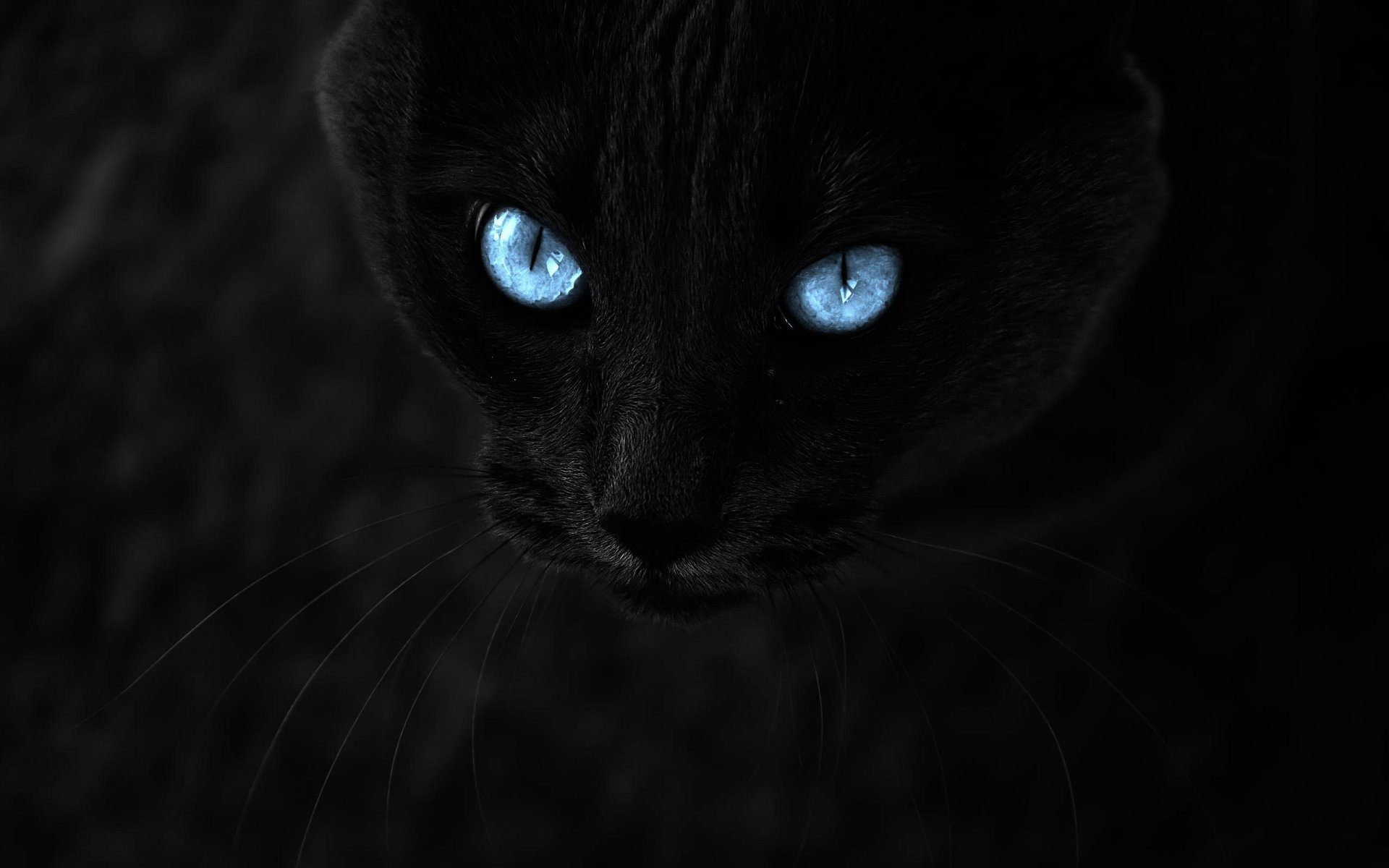 cat black view