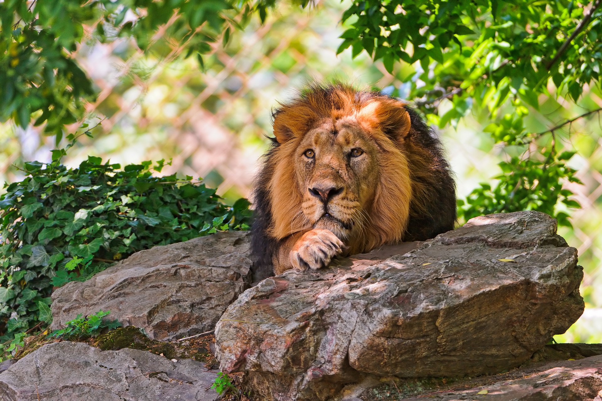 lion se trouve regarde pierres ombre repos